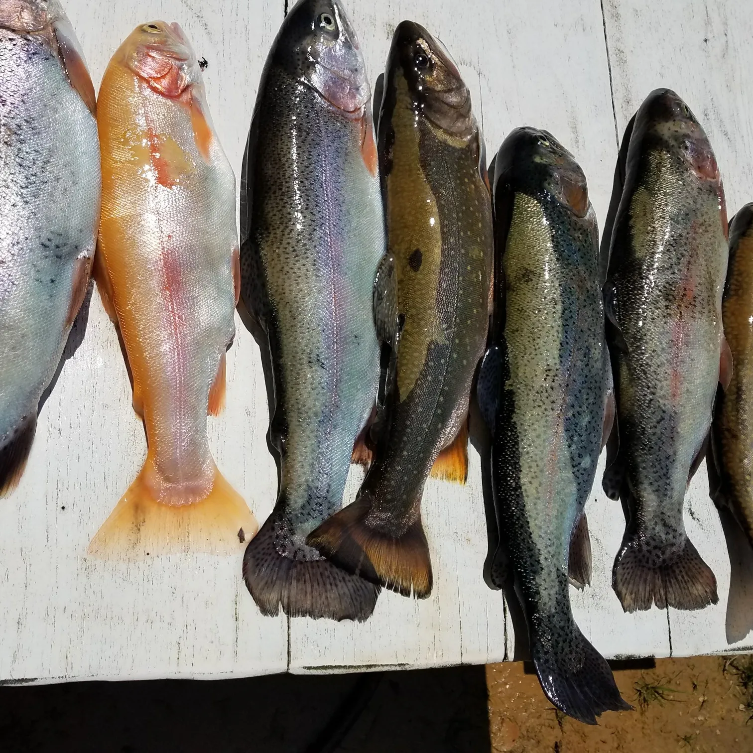 recently logged catches