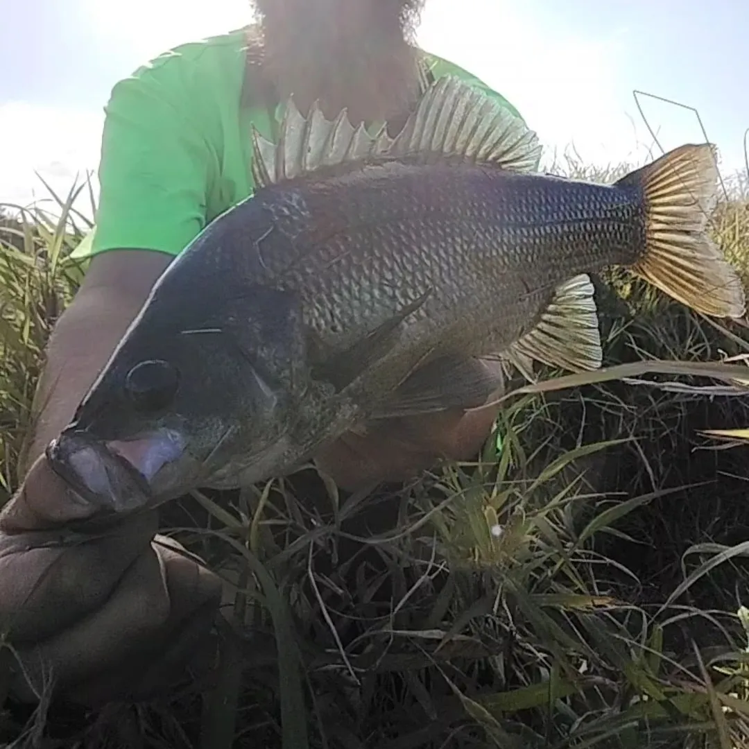 The most popular recent Australian bass catch on Fishbrain