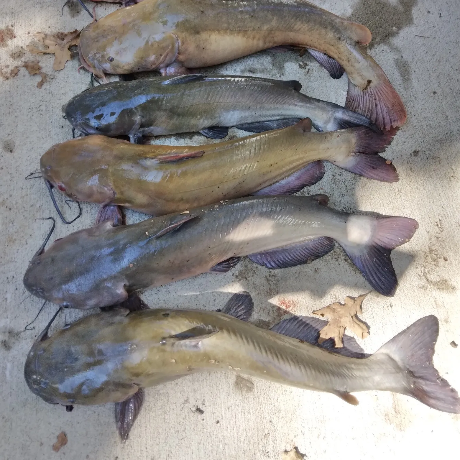 recently logged catches