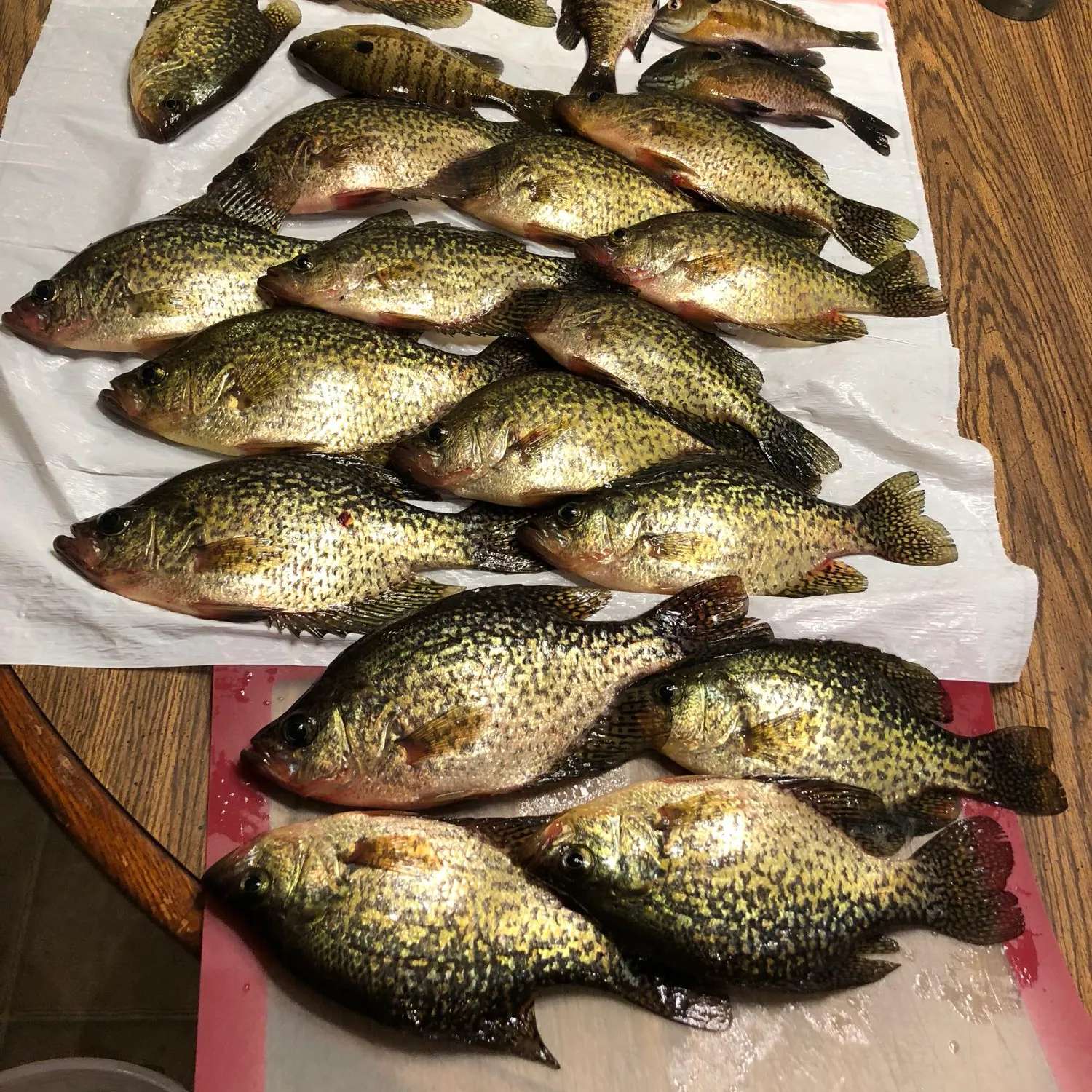 recently logged catches