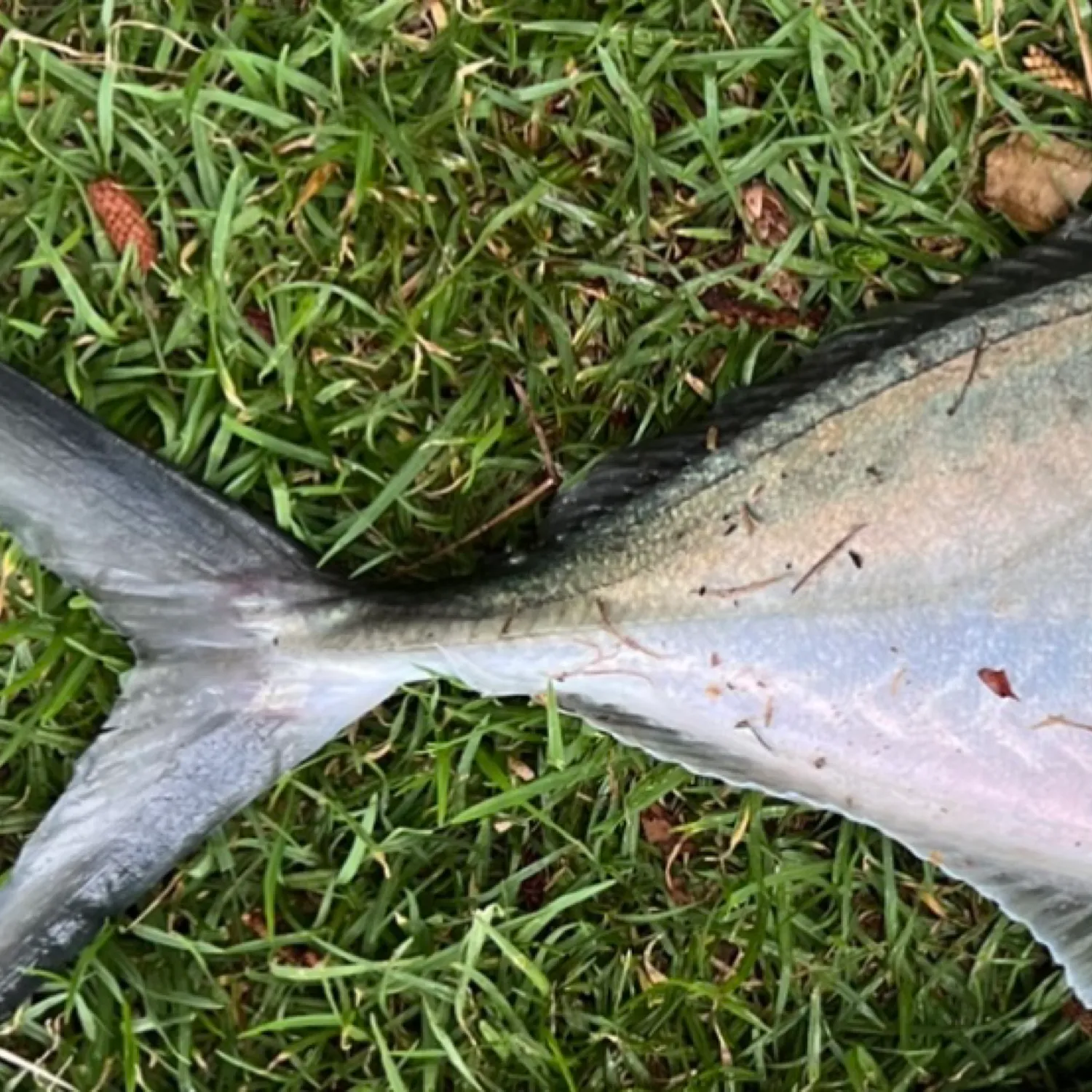 The most popular recent White trevally catch on Fishbrain