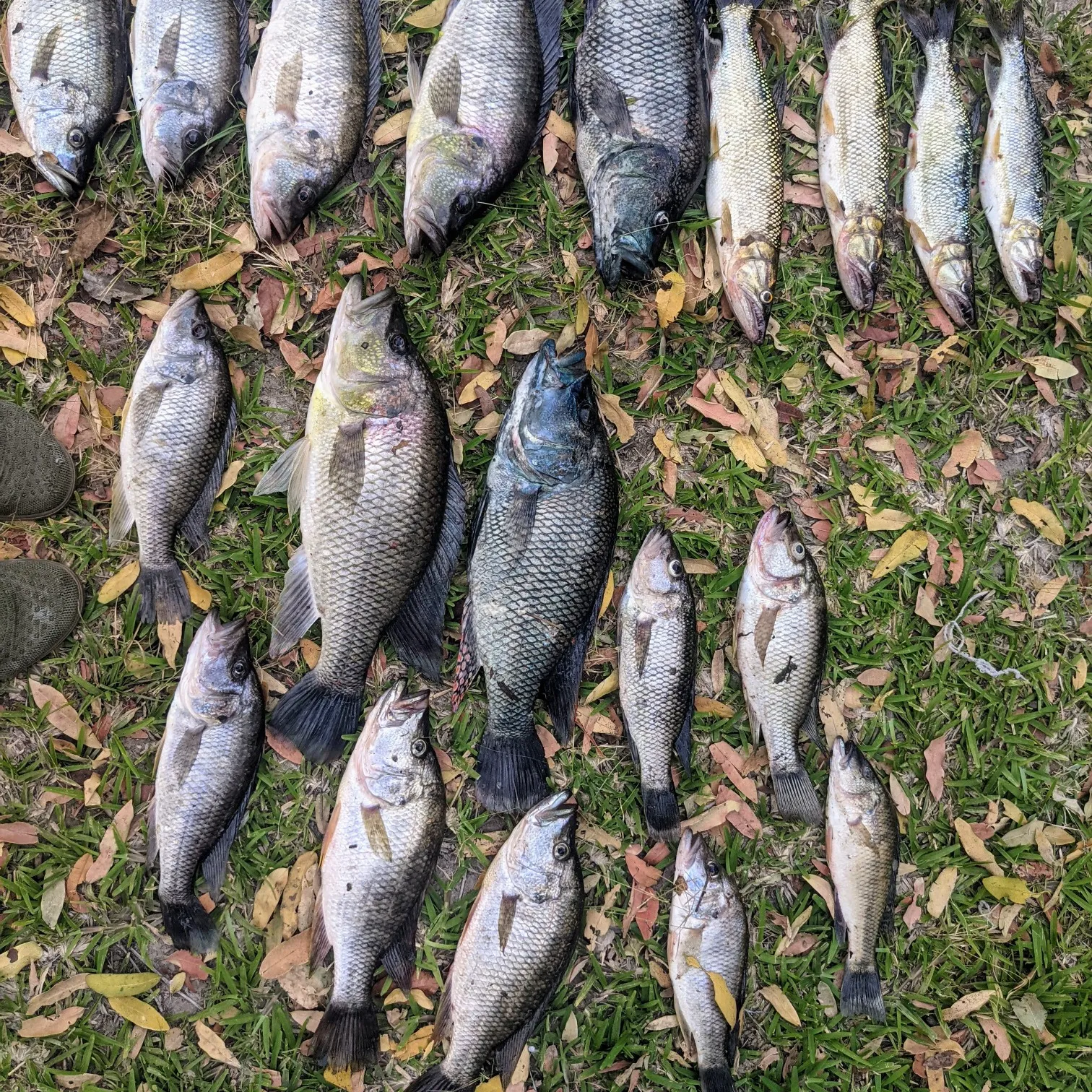 recently logged catches