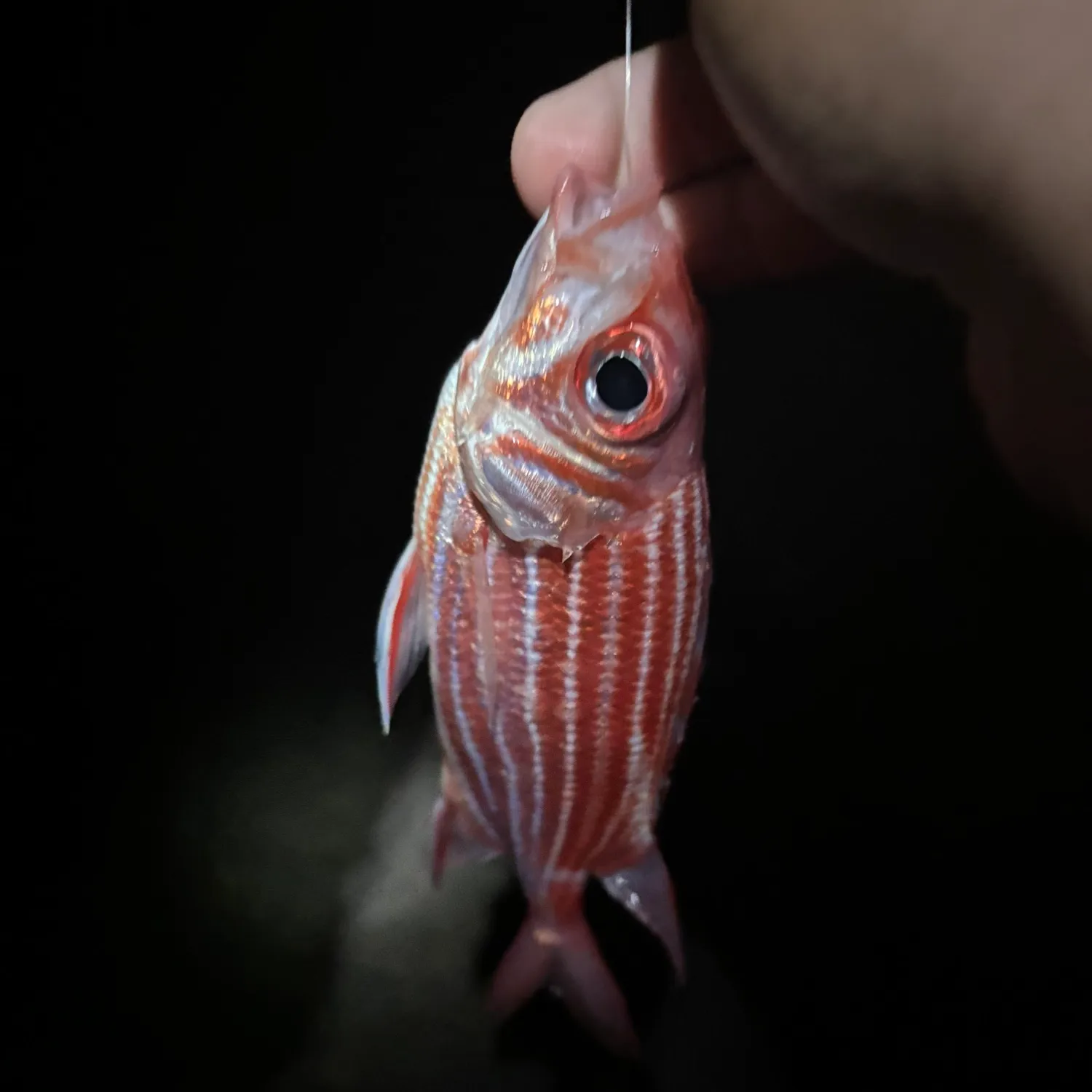 The most popular recent Crown squirrelfish catch on Fishbrain