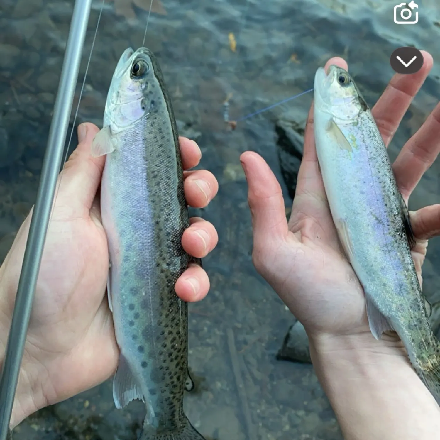 recently logged catches