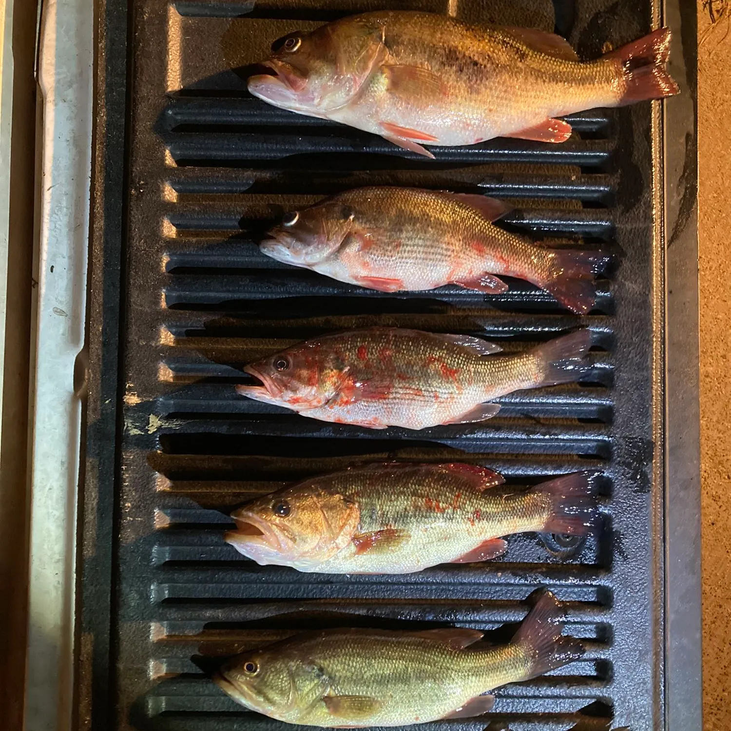 recently logged catches