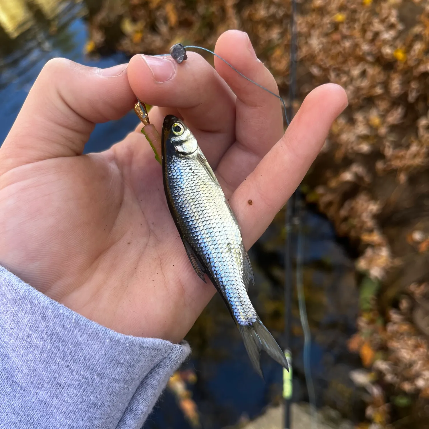 The most popular recent Golden shiner catch on Fishbrain