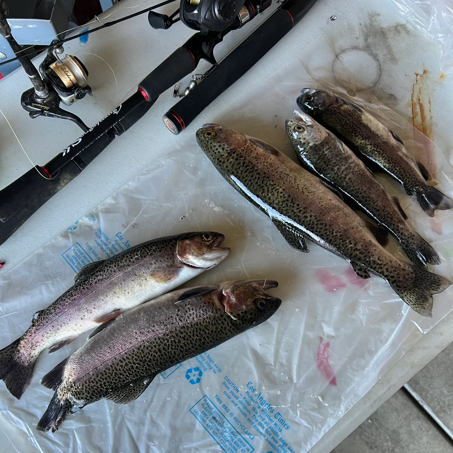 recently logged catches