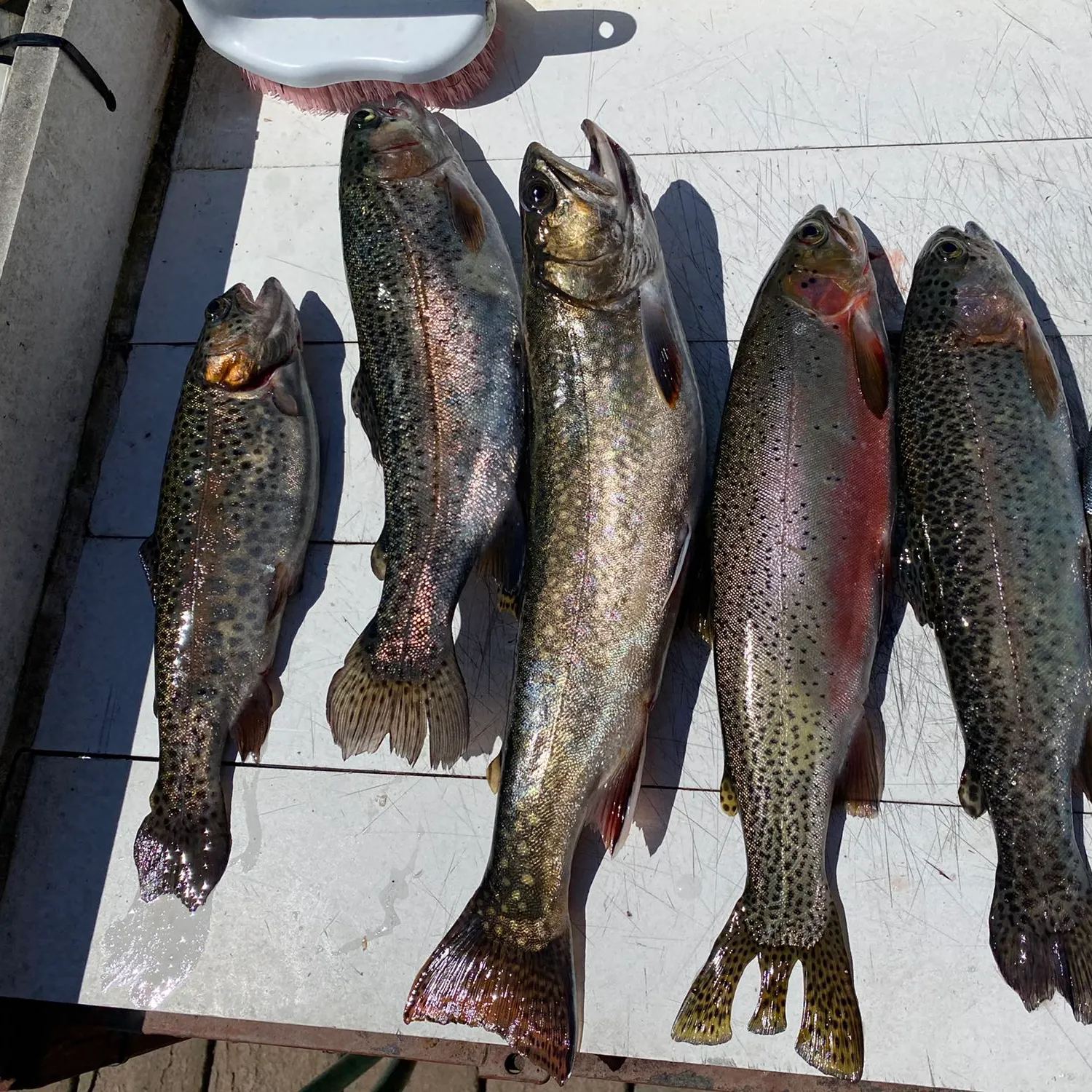 recently logged catches