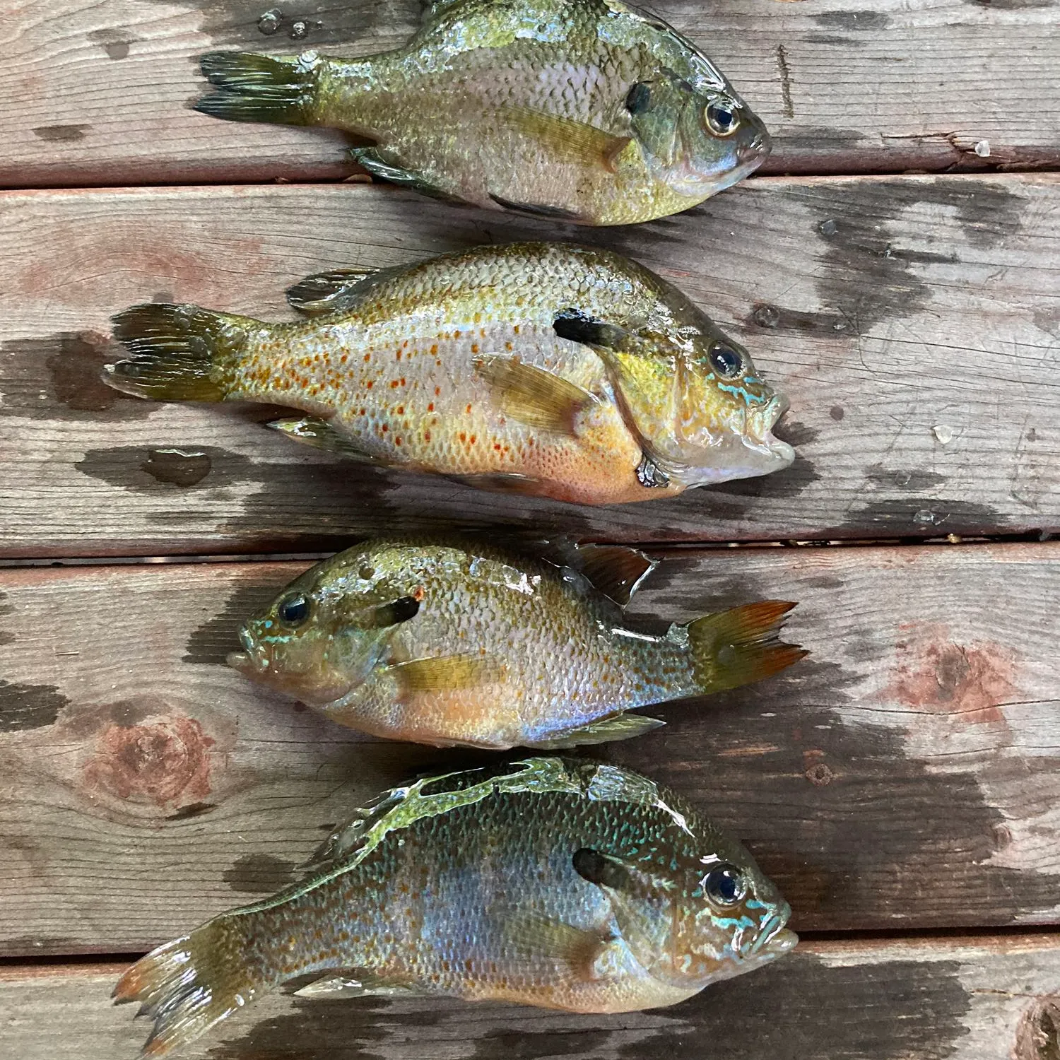 recently logged catches