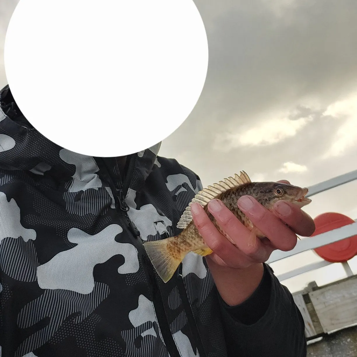 The most popular recent Spotty catch on Fishbrain