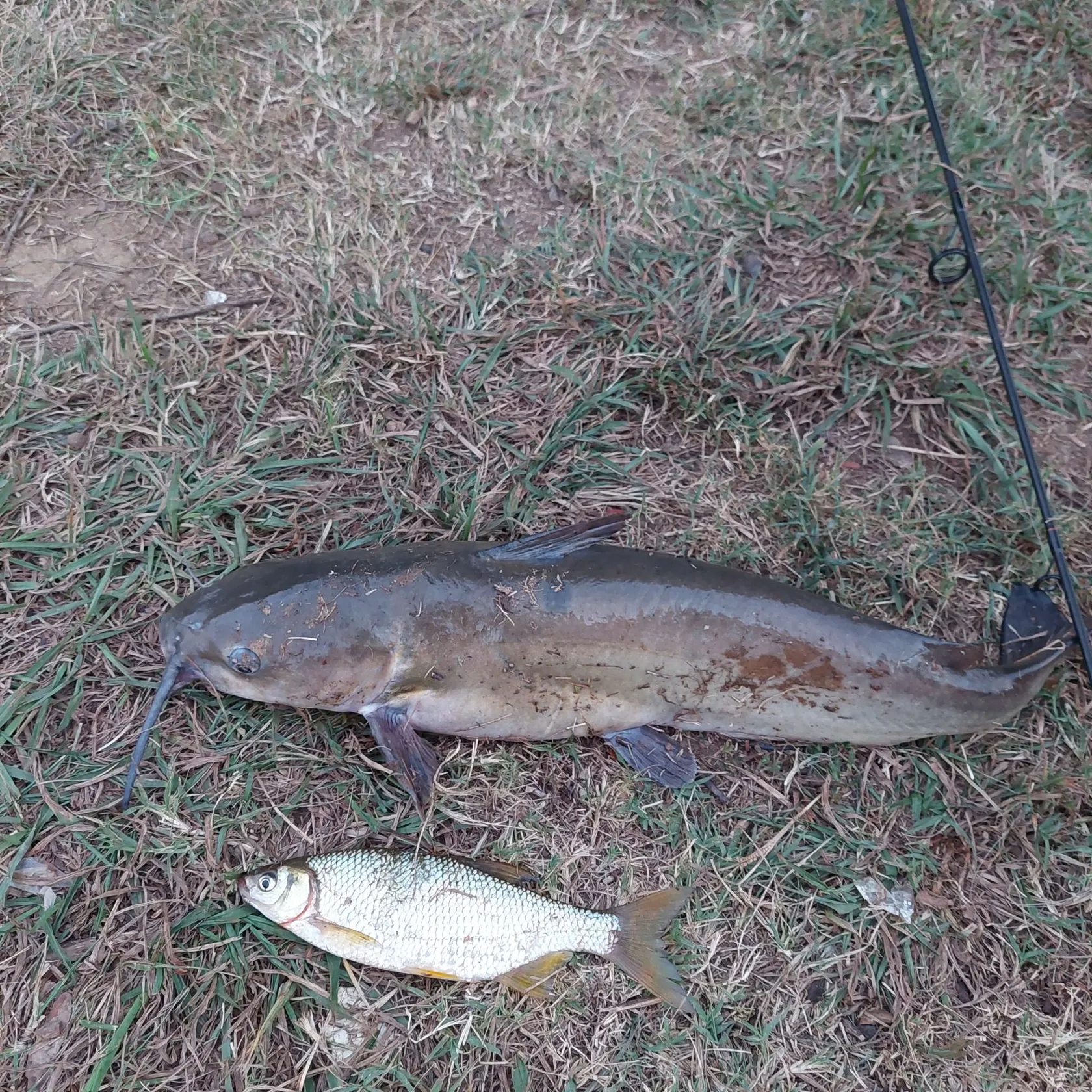 The most popular recent Golden shiner catch on Fishbrain