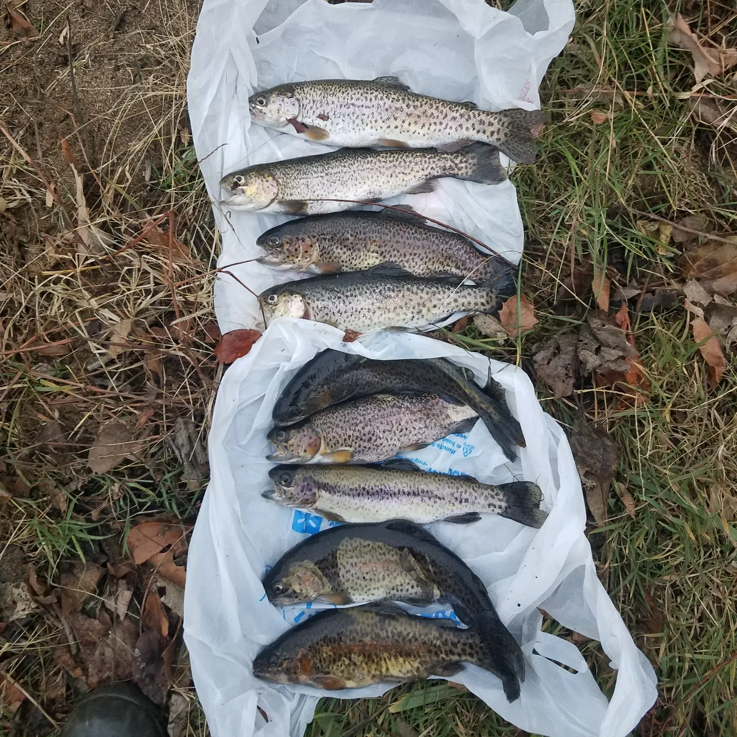 recently logged catches