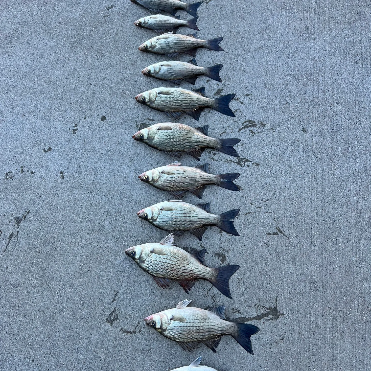 recently logged catches