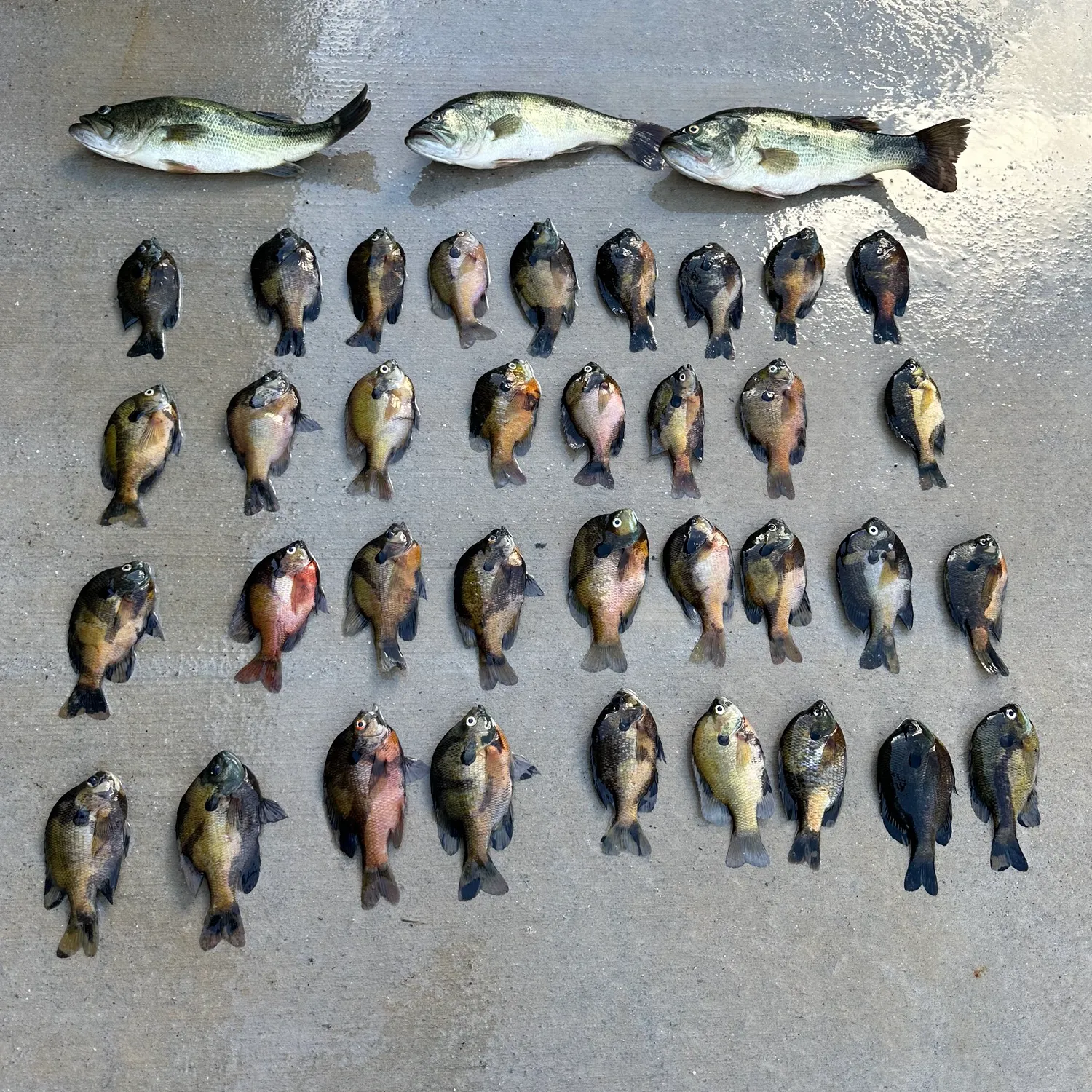 recently logged catches