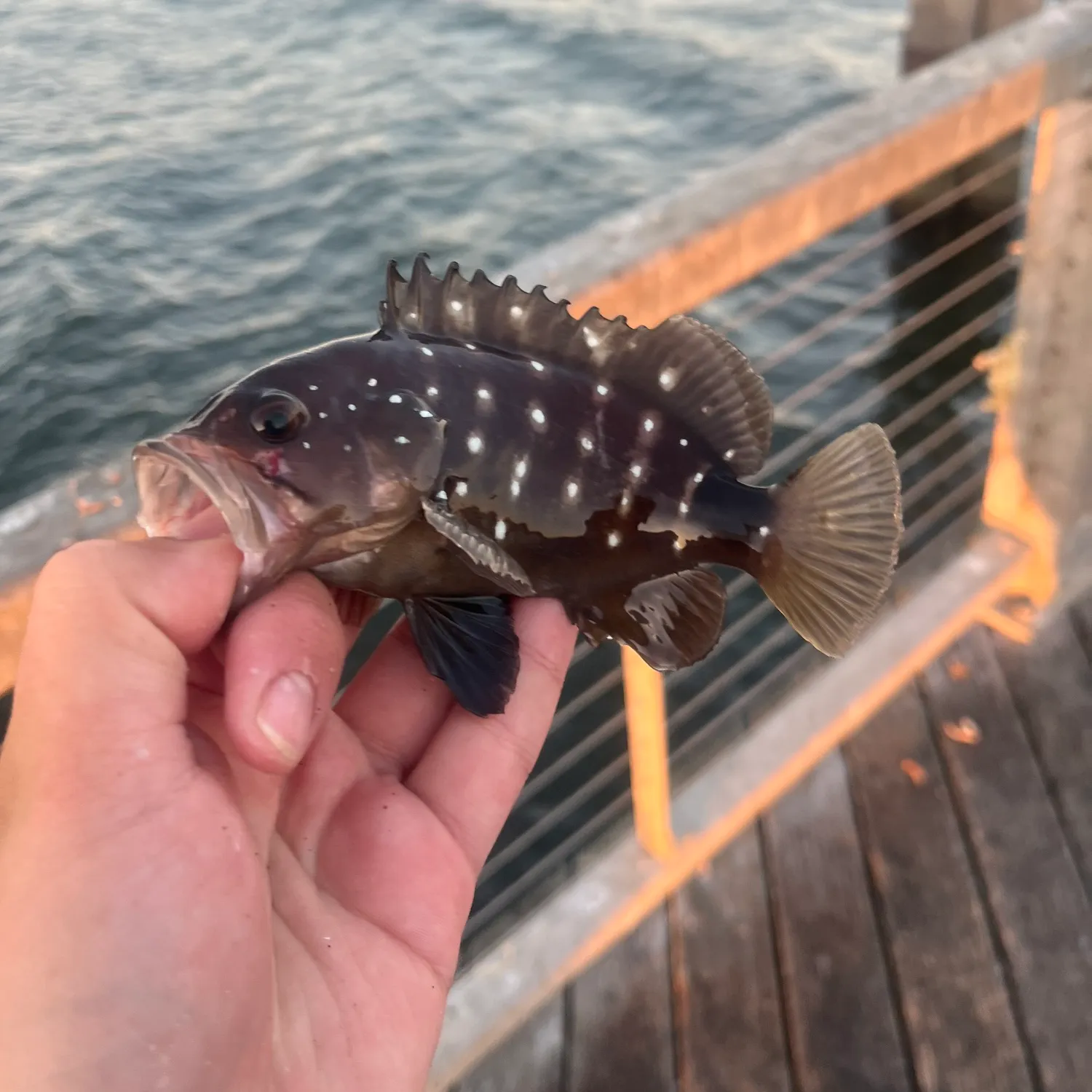 The most popular recent Snowy grouper catch on Fishbrain