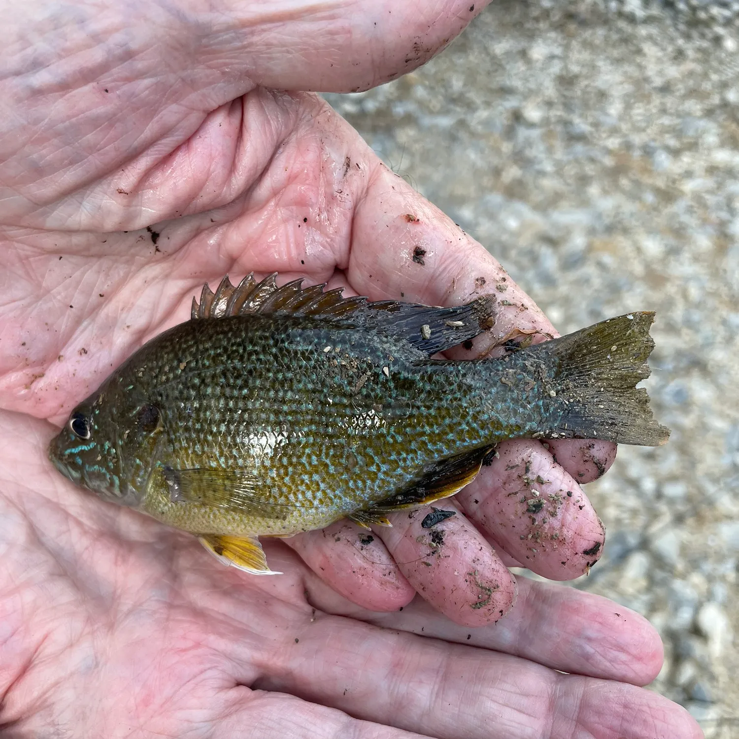 ᐅ Speedwell Forge Dam fishing reports🎣• Warwick, PA (United States) fishing