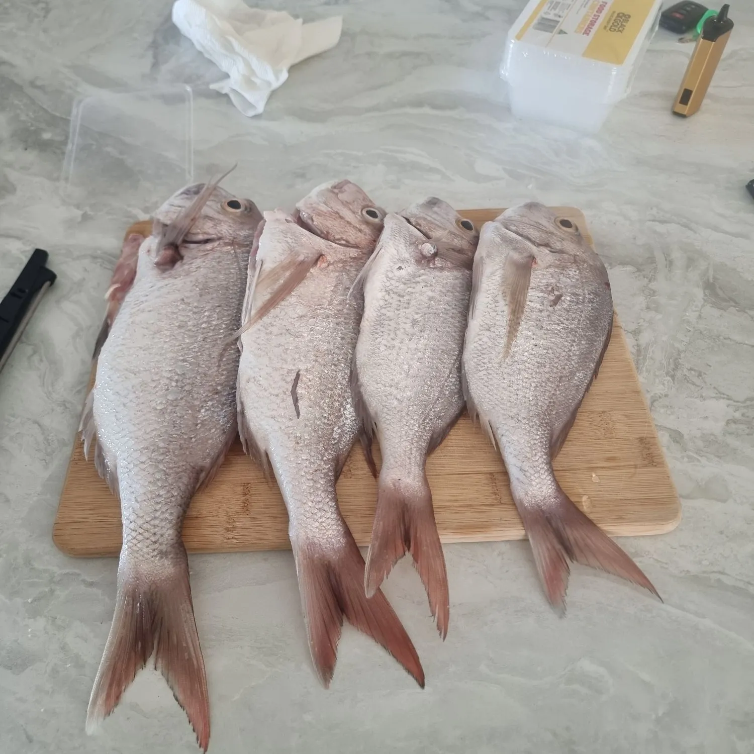 recently logged catches