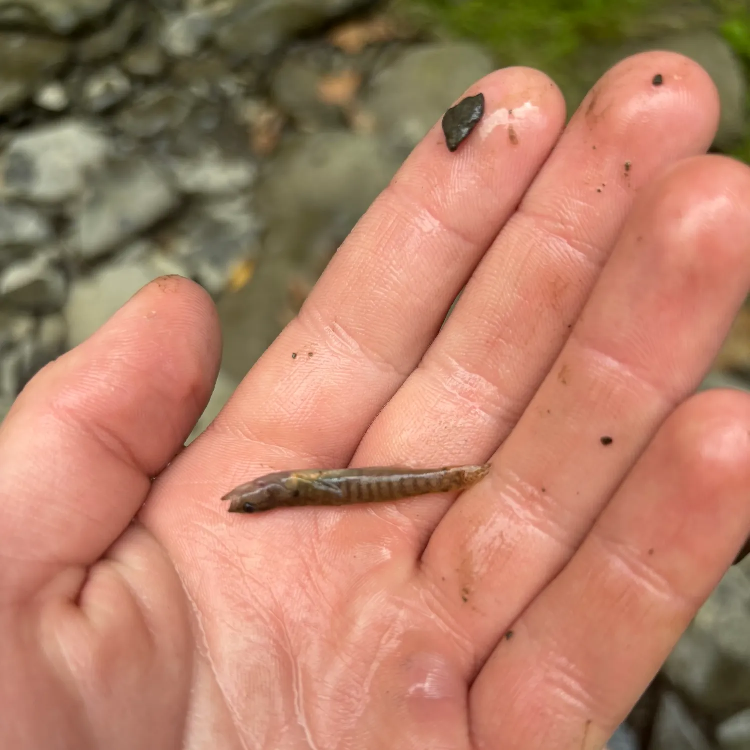 The most popular recent Fantail darter catch on Fishbrain