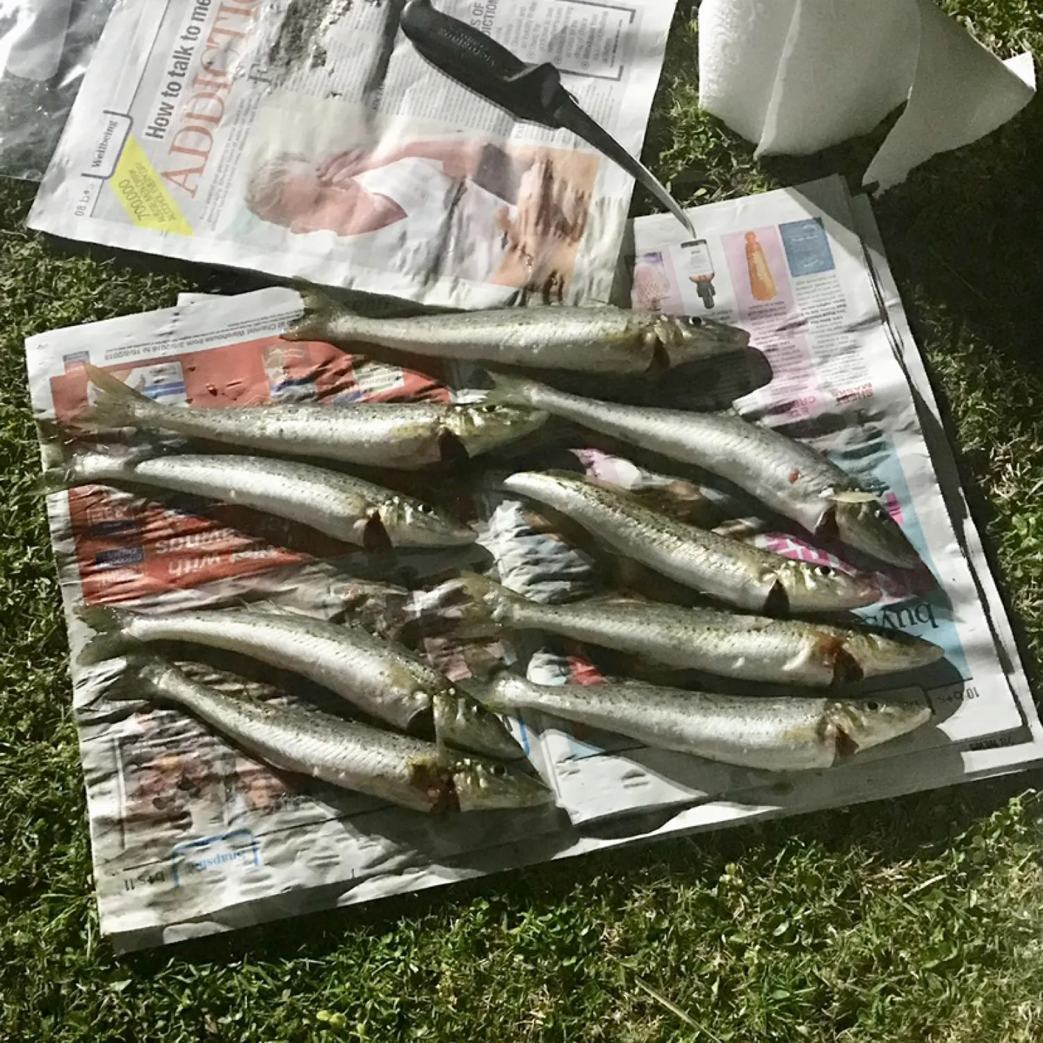 recently logged catches