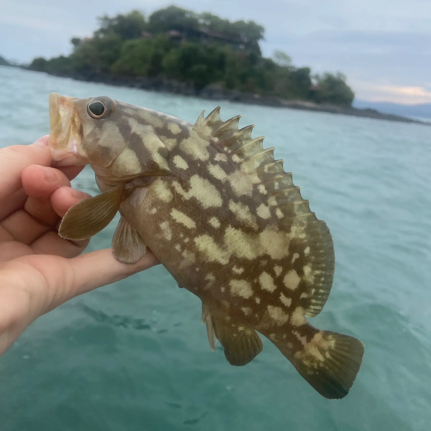 The most popular recent Brown-marbled grouper catch on Fishbrain