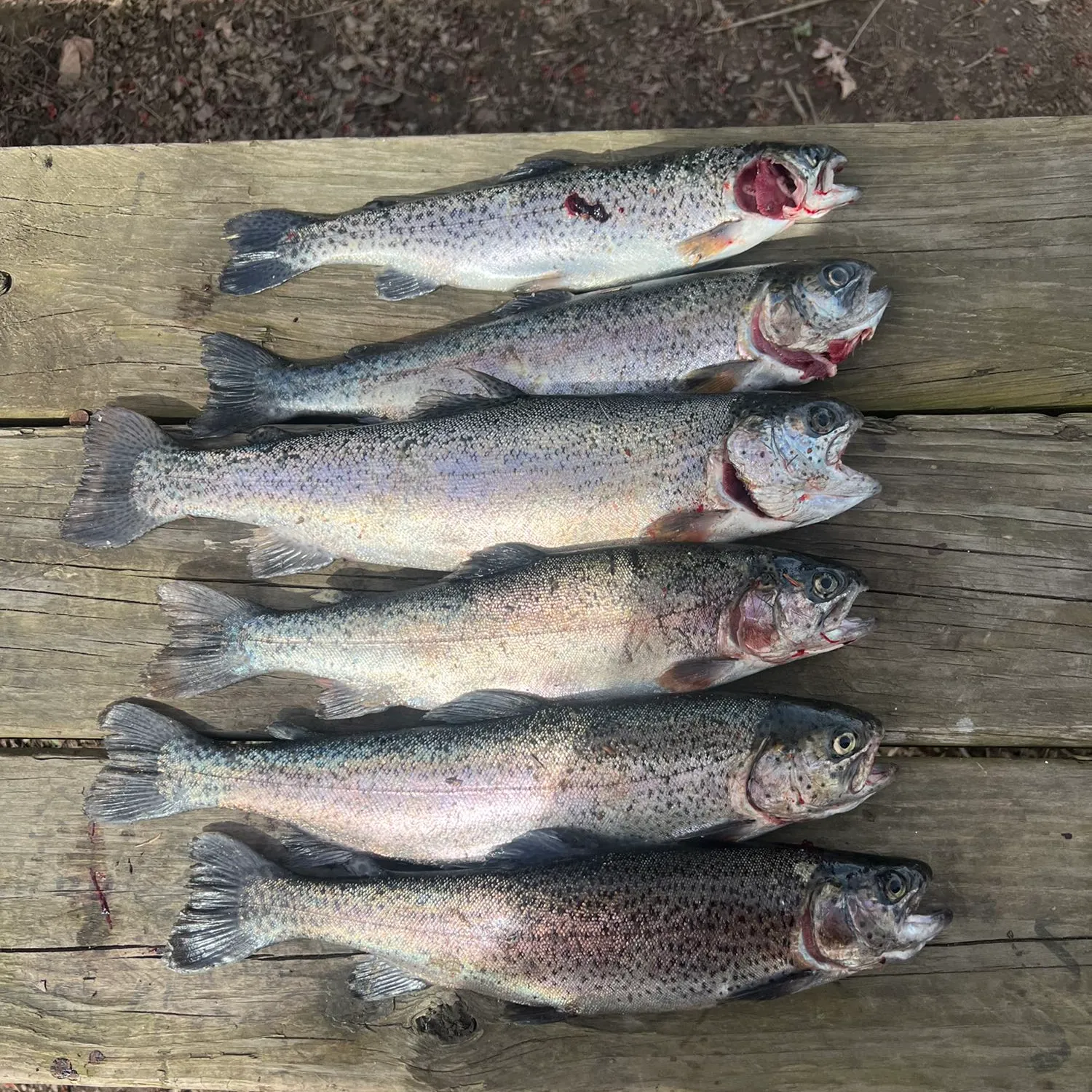 recently logged catches