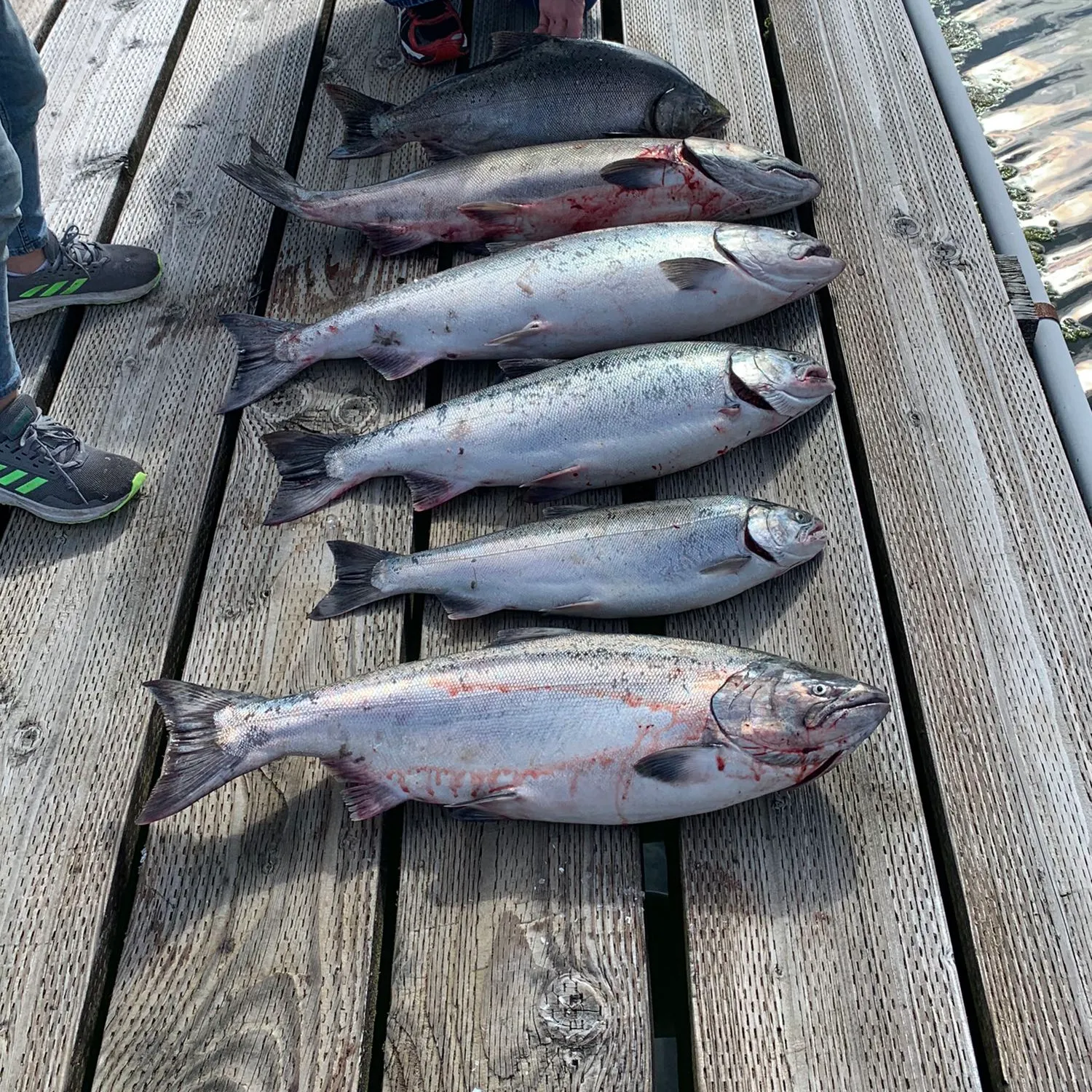 recently logged catches