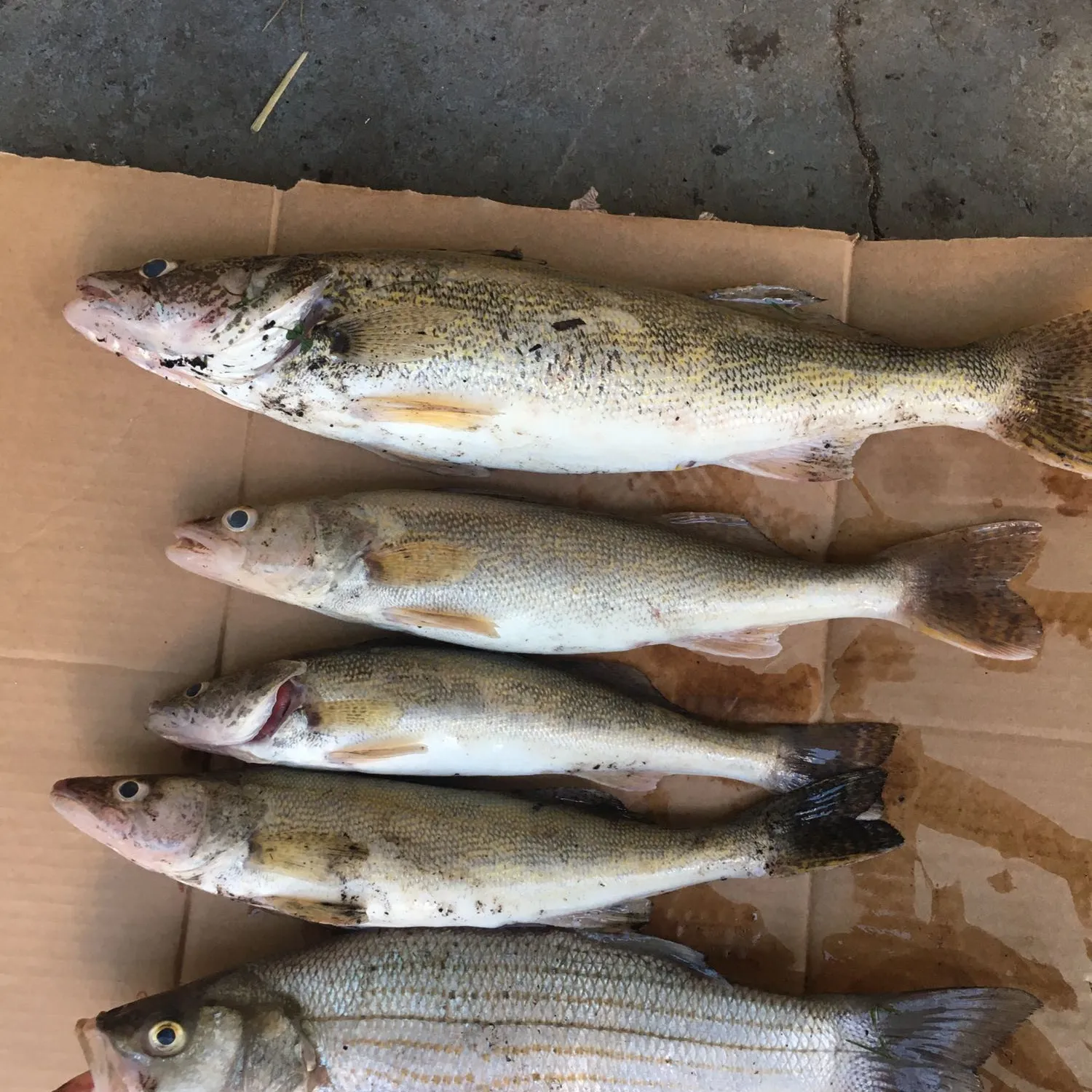 recently logged catches