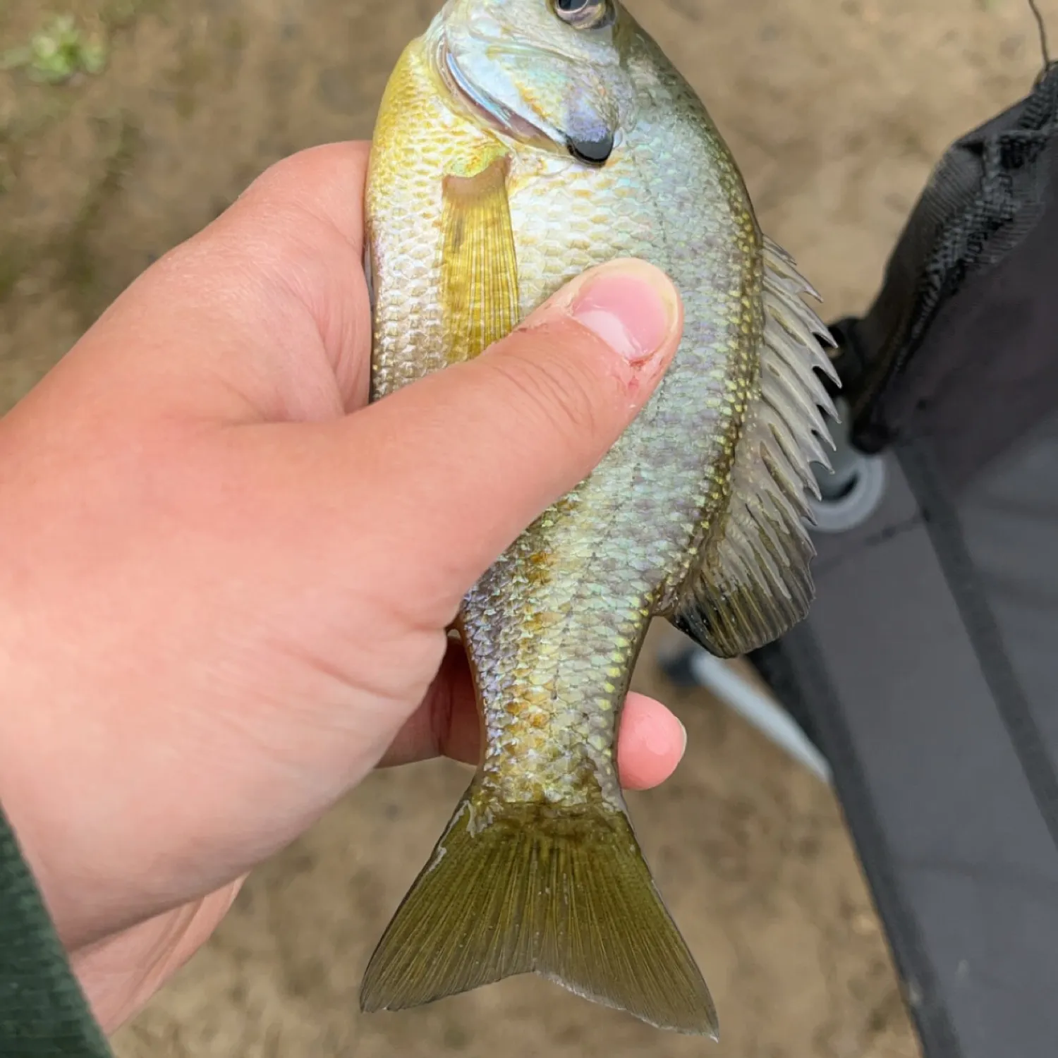 ᐅ Bradys Run Lake fishing reports🎣• Center, PA (United States) fishing