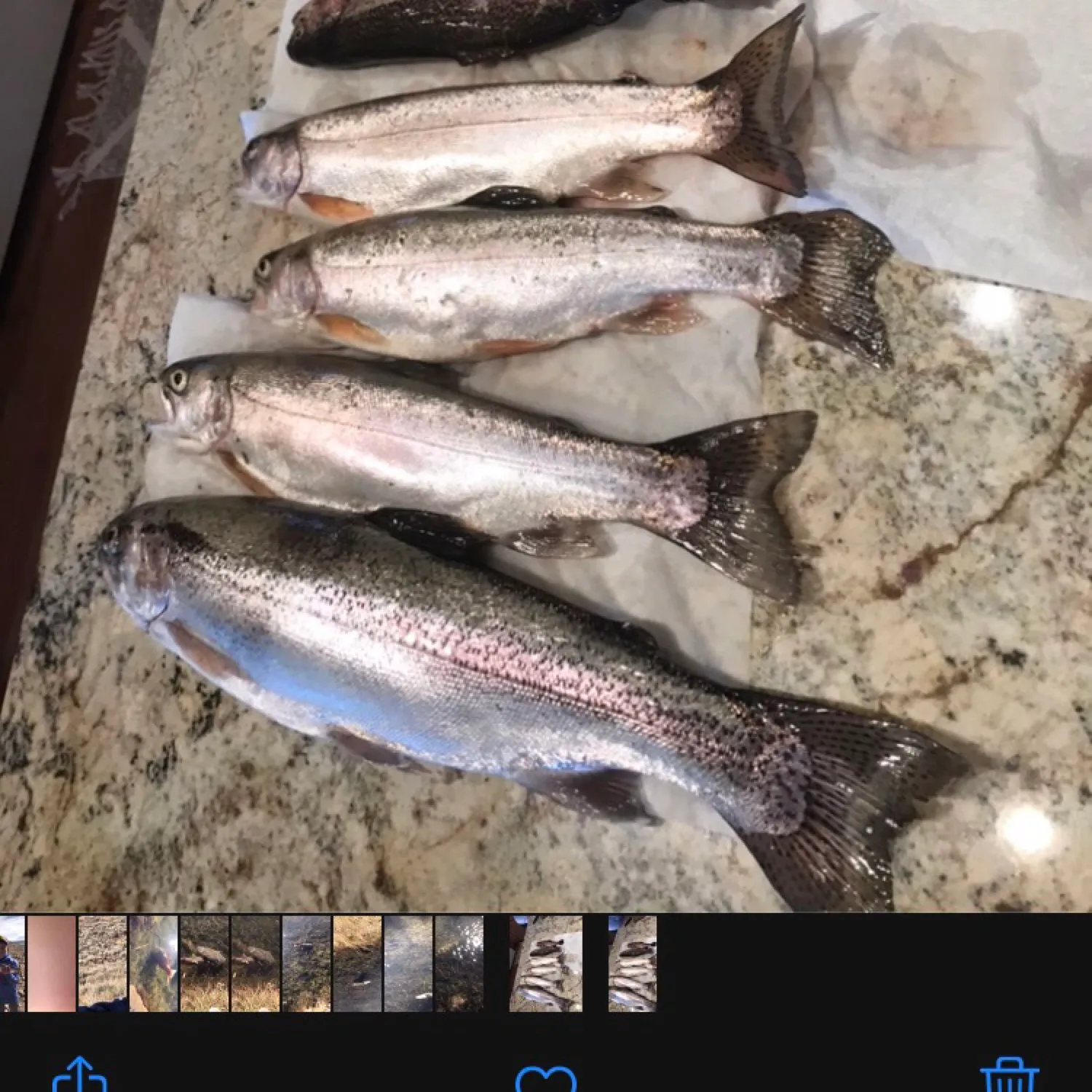 recently logged catches