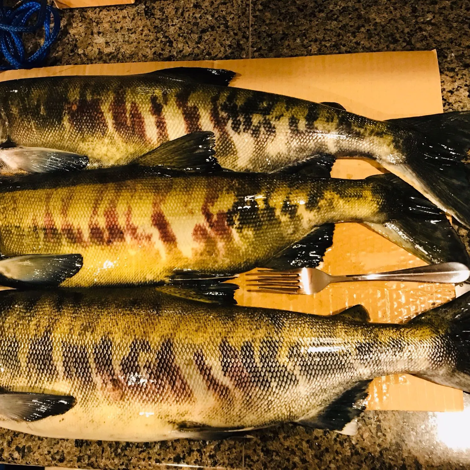 recently logged catches