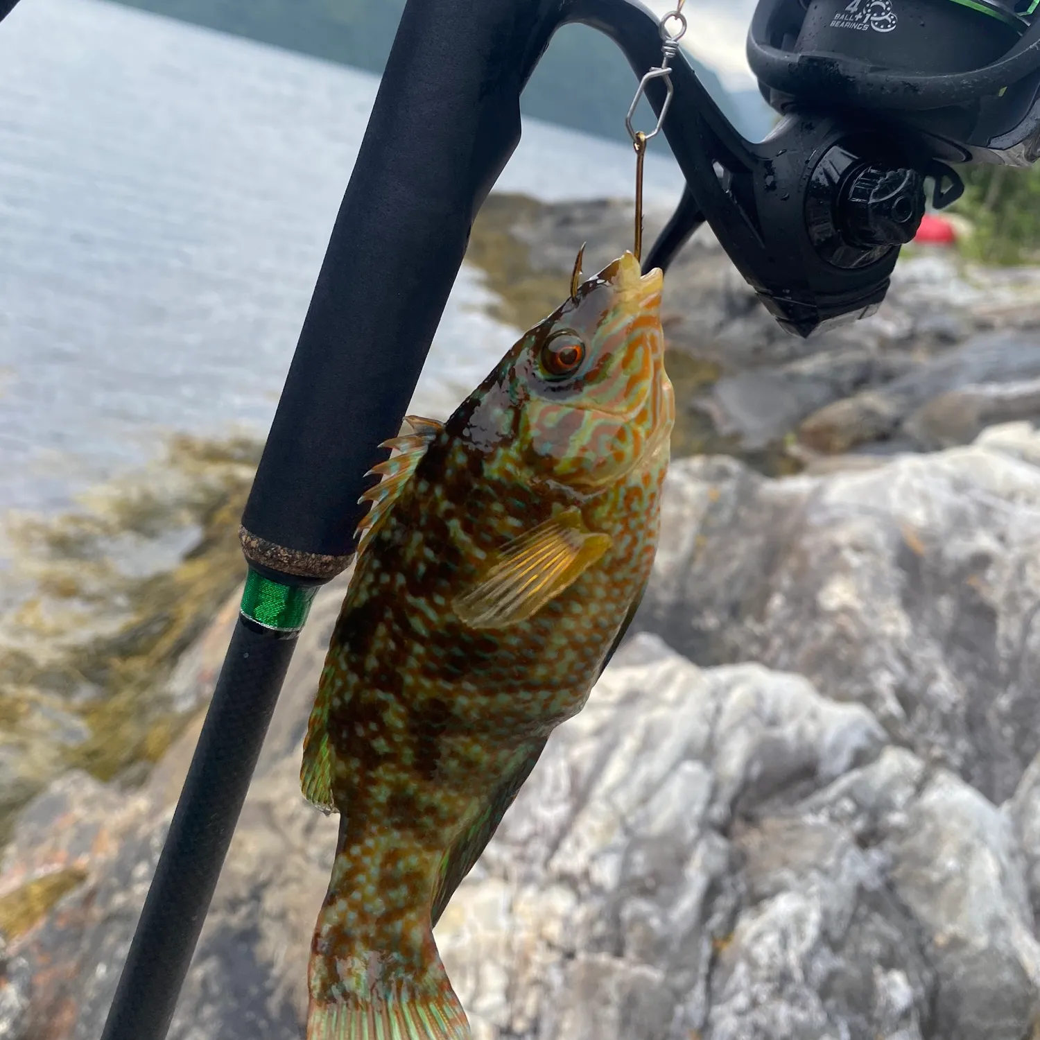 The most popular recent Rock cook catch on Fishbrain