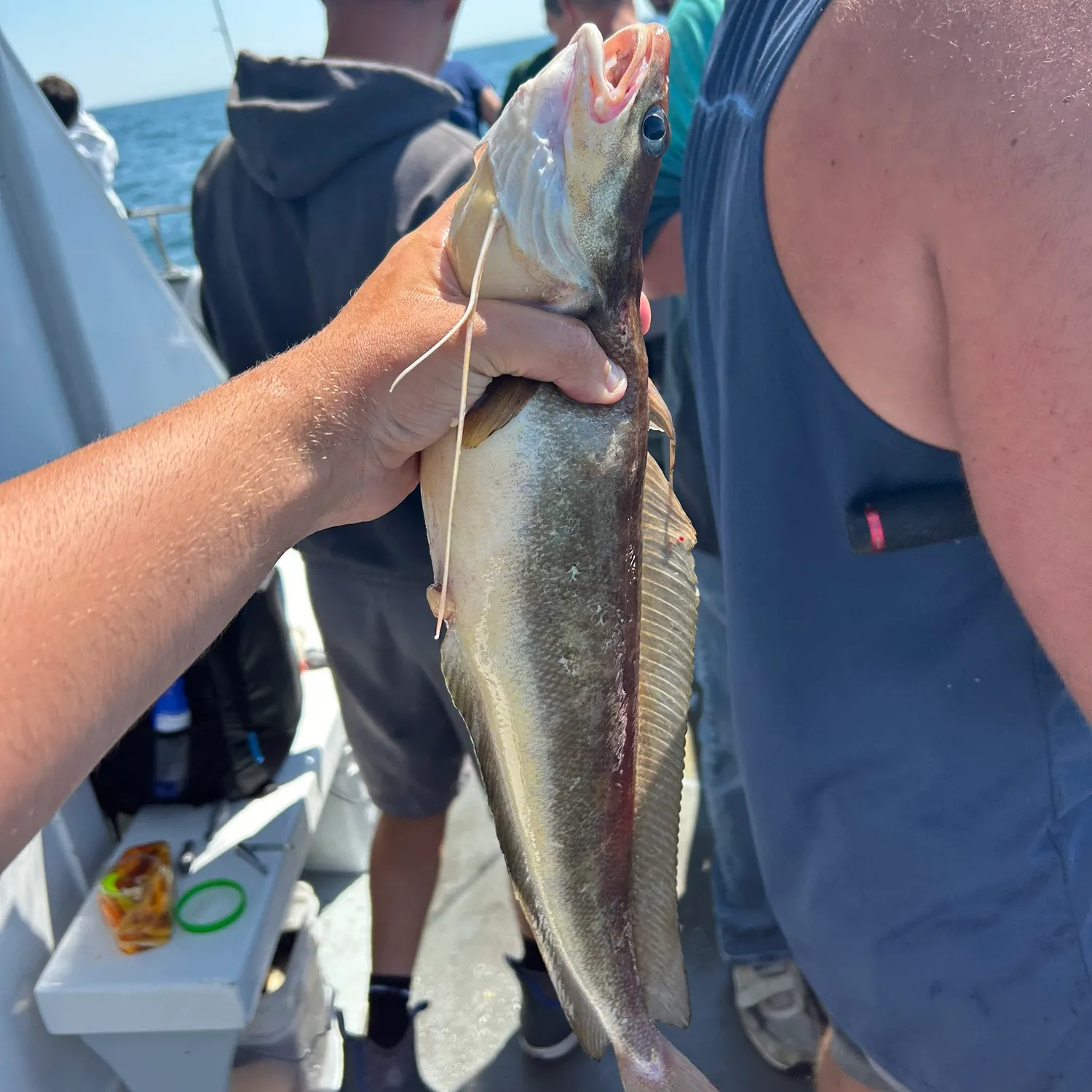 The most popular recent Red hake catch on Fishbrain