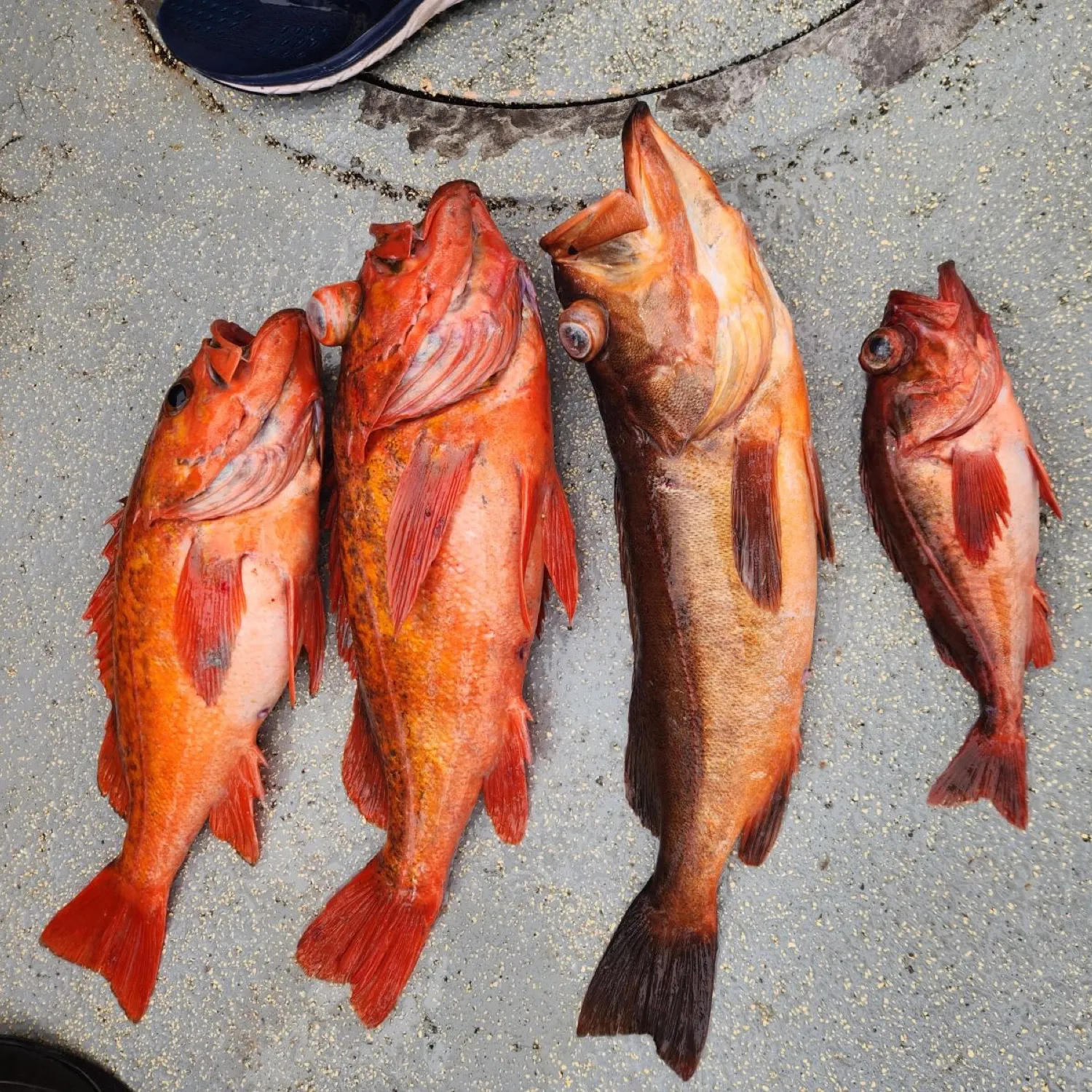 The most popular recent Redstripe rockfish catch on Fishbrain