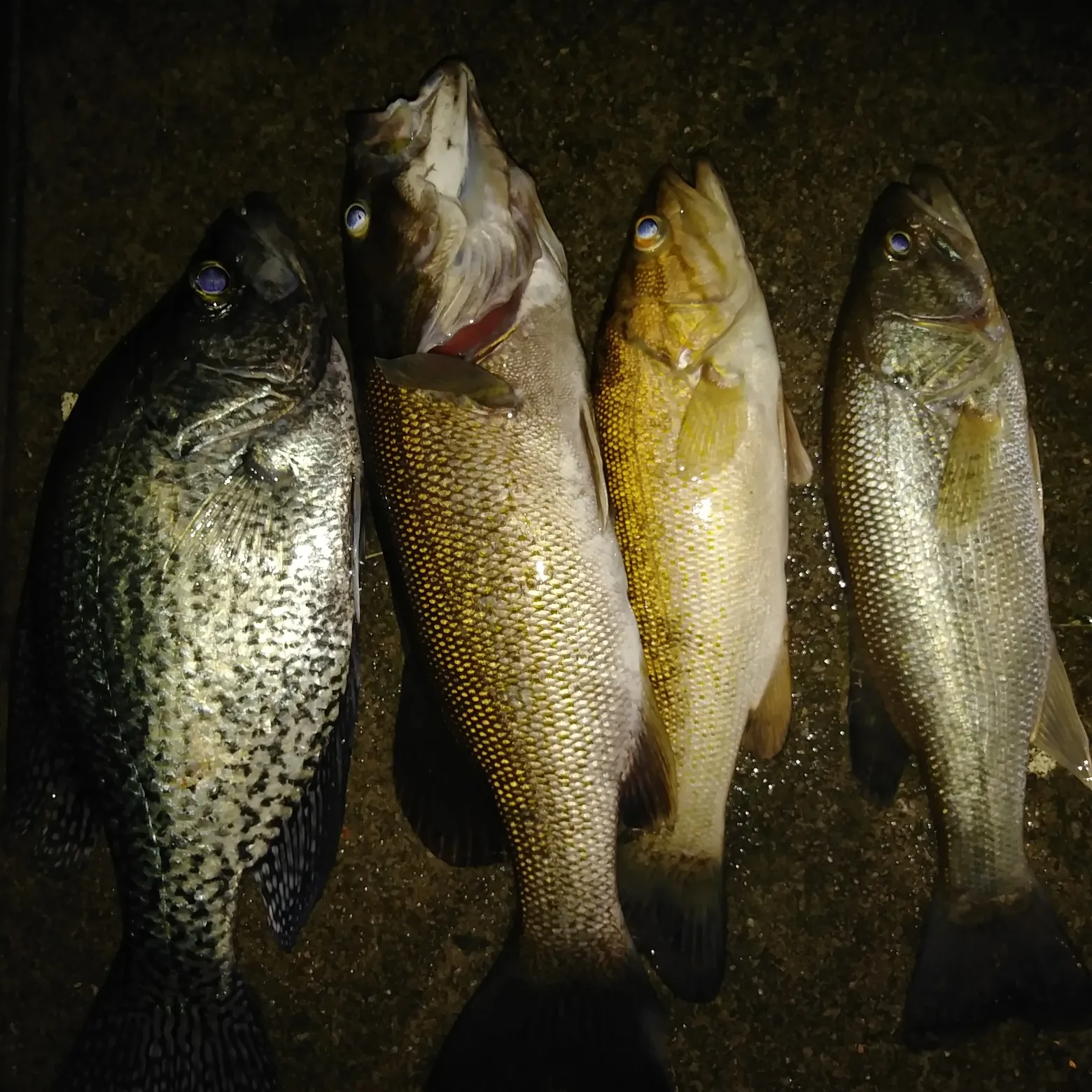 recently logged catches