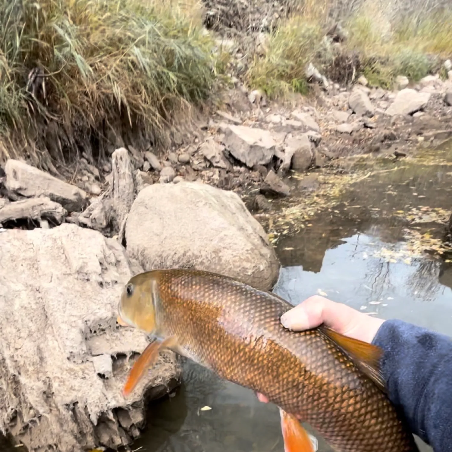 The most popular recent Utah sucker catch on Fishbrain