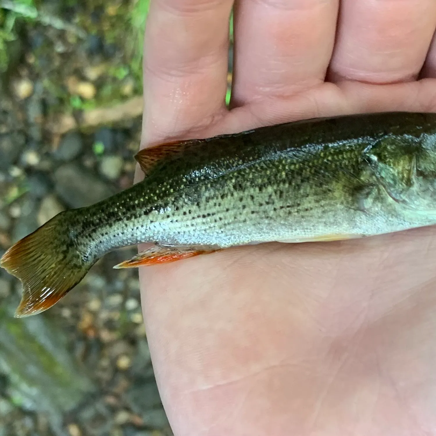 The most popular recent Chattahoochee bass catch on Fishbrain