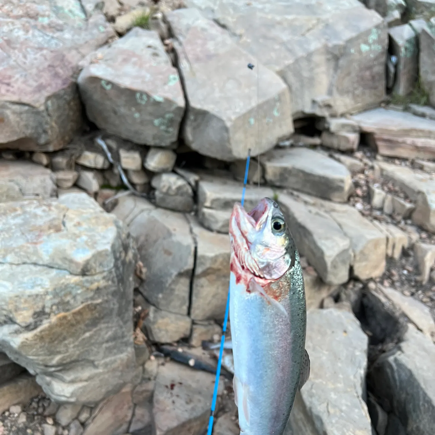 ᐅ Knoll Lake fishing reports🎣• Payson, AZ (United States) fishing