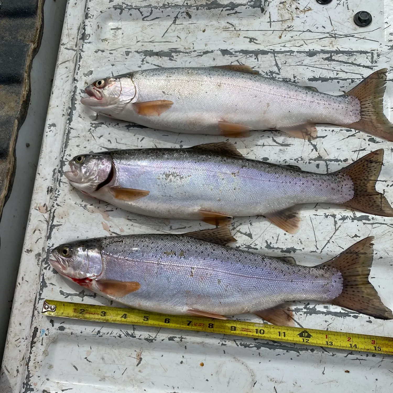 recently logged catches