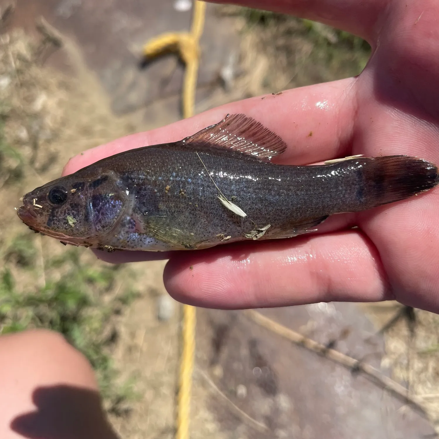 The most popular recent Pirate perch catch on Fishbrain