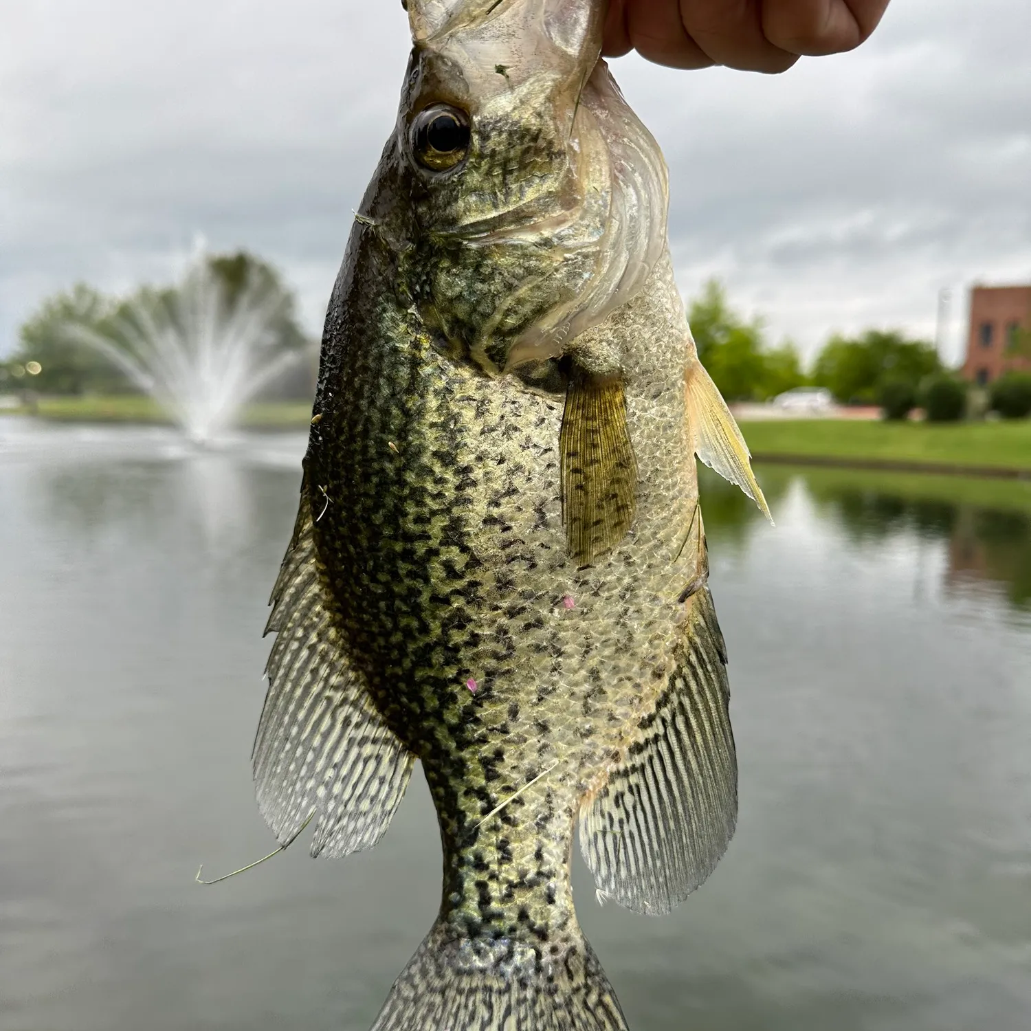 ᐅ Lake Elmdale Fishing Reports🎣• Springdale, Ar (united States) Fishing