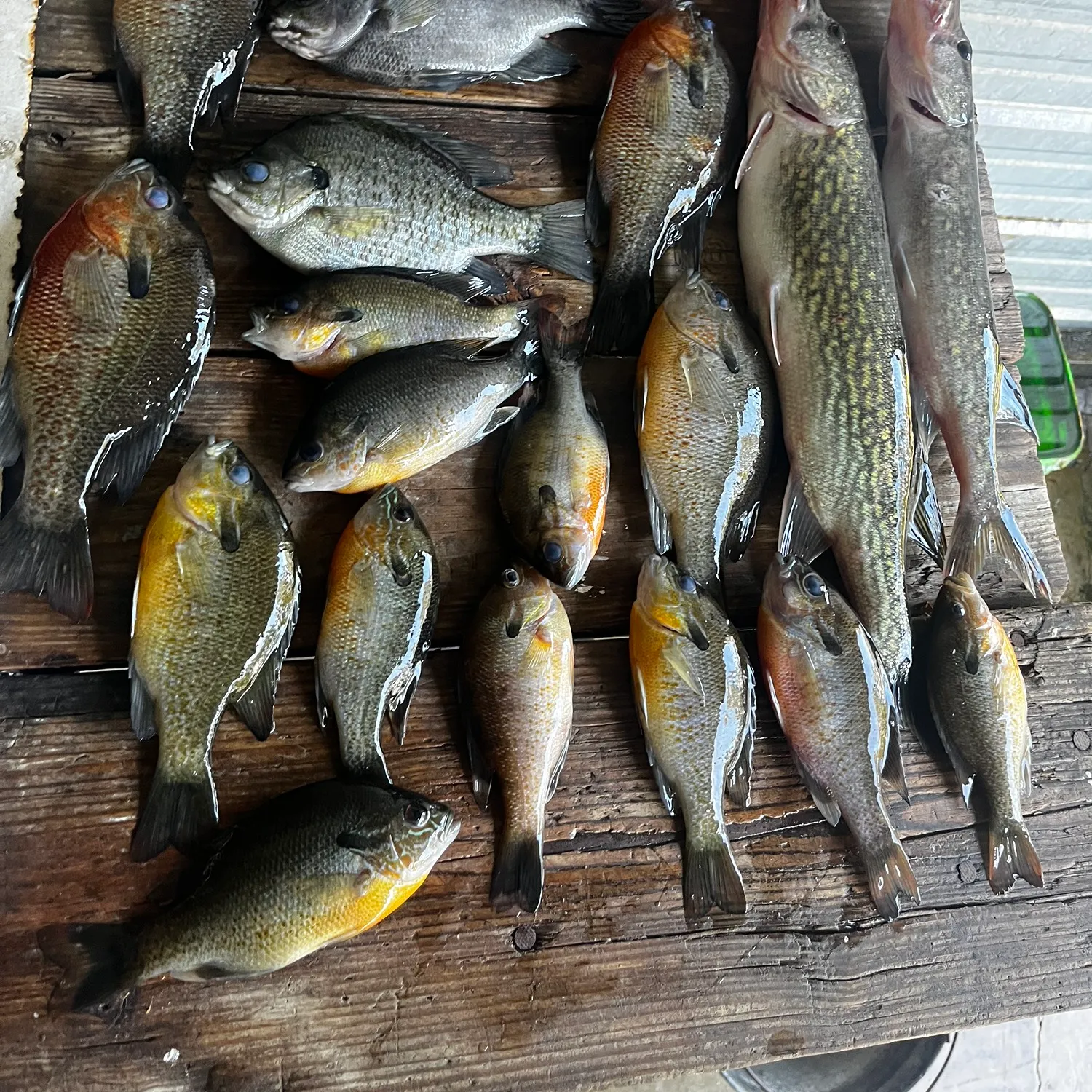 recently logged catches