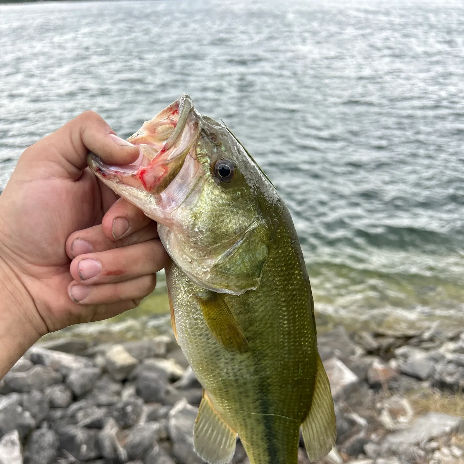 ᐅ Oberlin Reservoir fishing reports🎣• Elyria, OH (United States) fishing