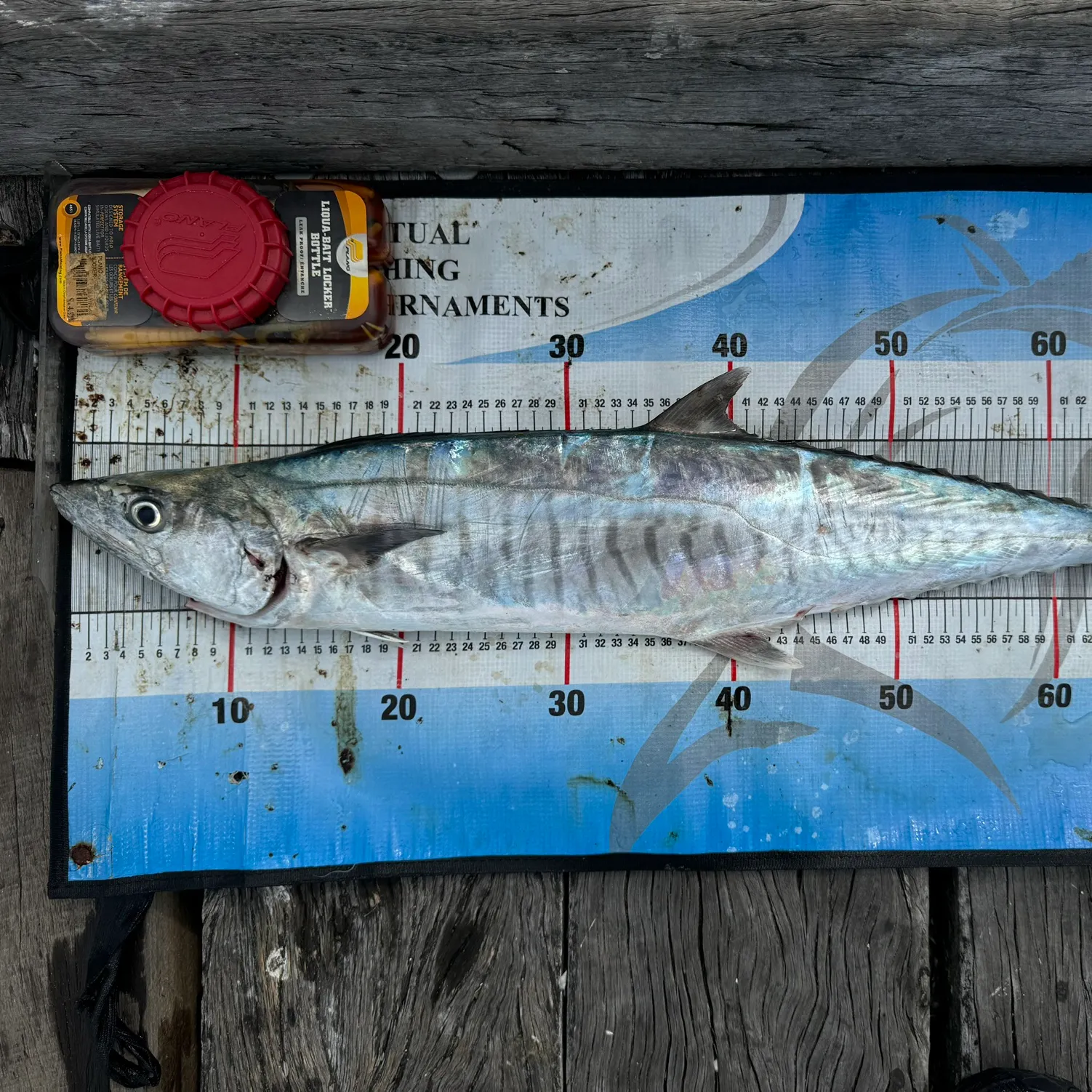 The most popular recent Narrow-barred Spanish mackerel catch on Fishbrain