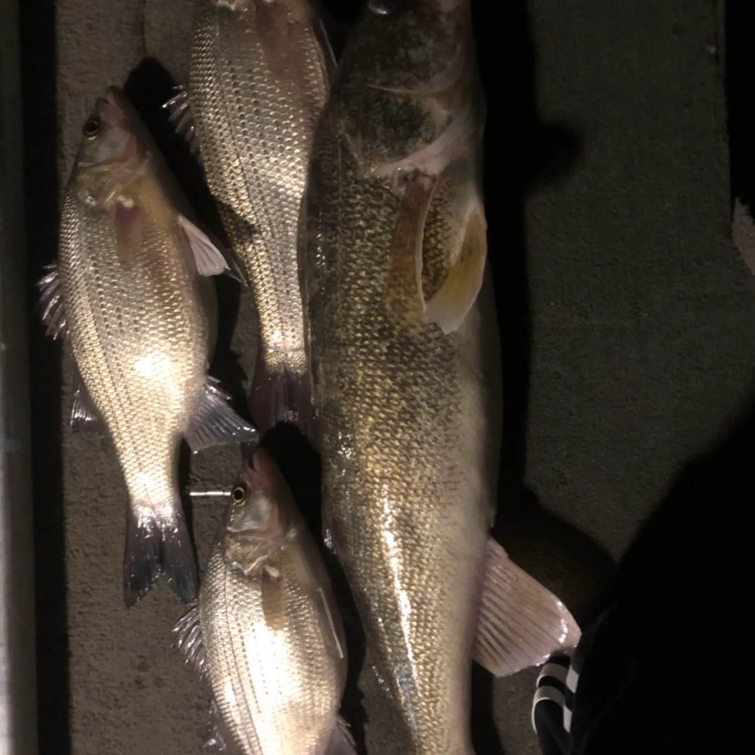 recently logged catches