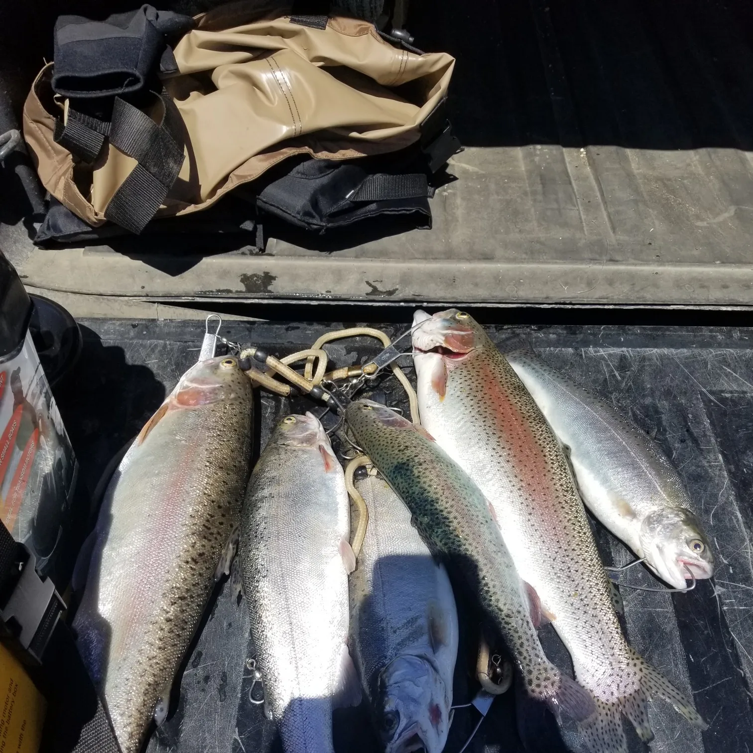 recently logged catches