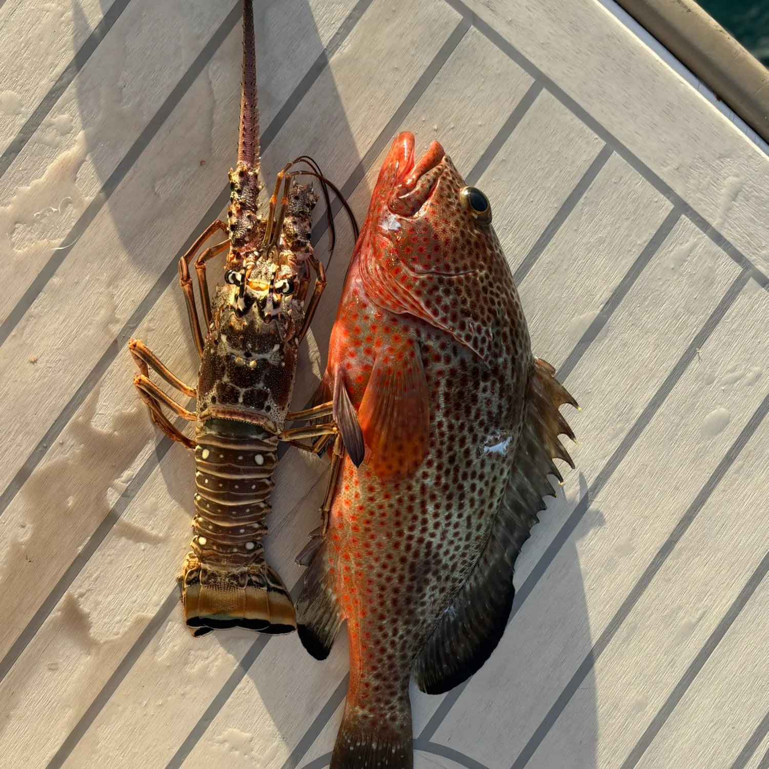 The most popular recent Red hind grouper catch on Fishbrain