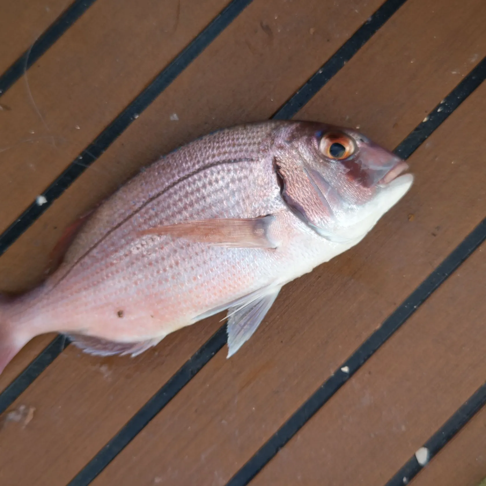 The most popular recent Rusty jobfish catch on Fishbrain