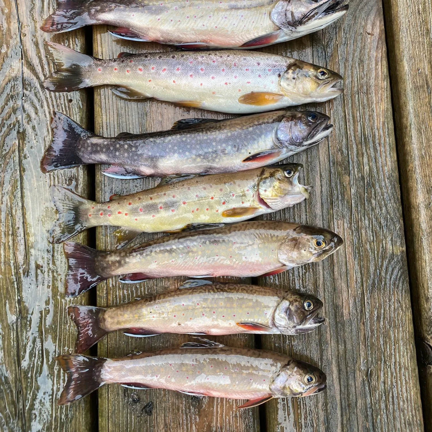 recently logged catches