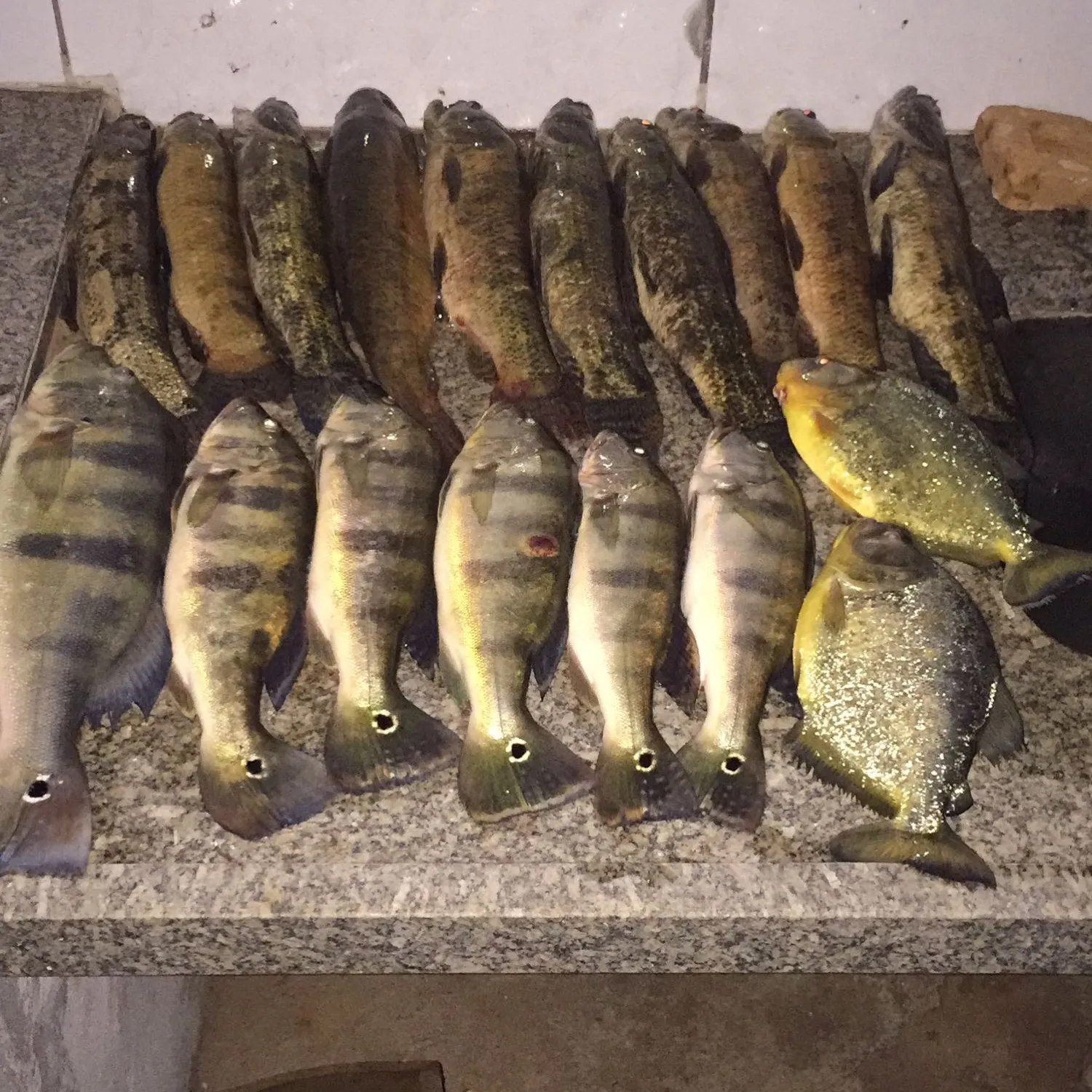 recently logged catches