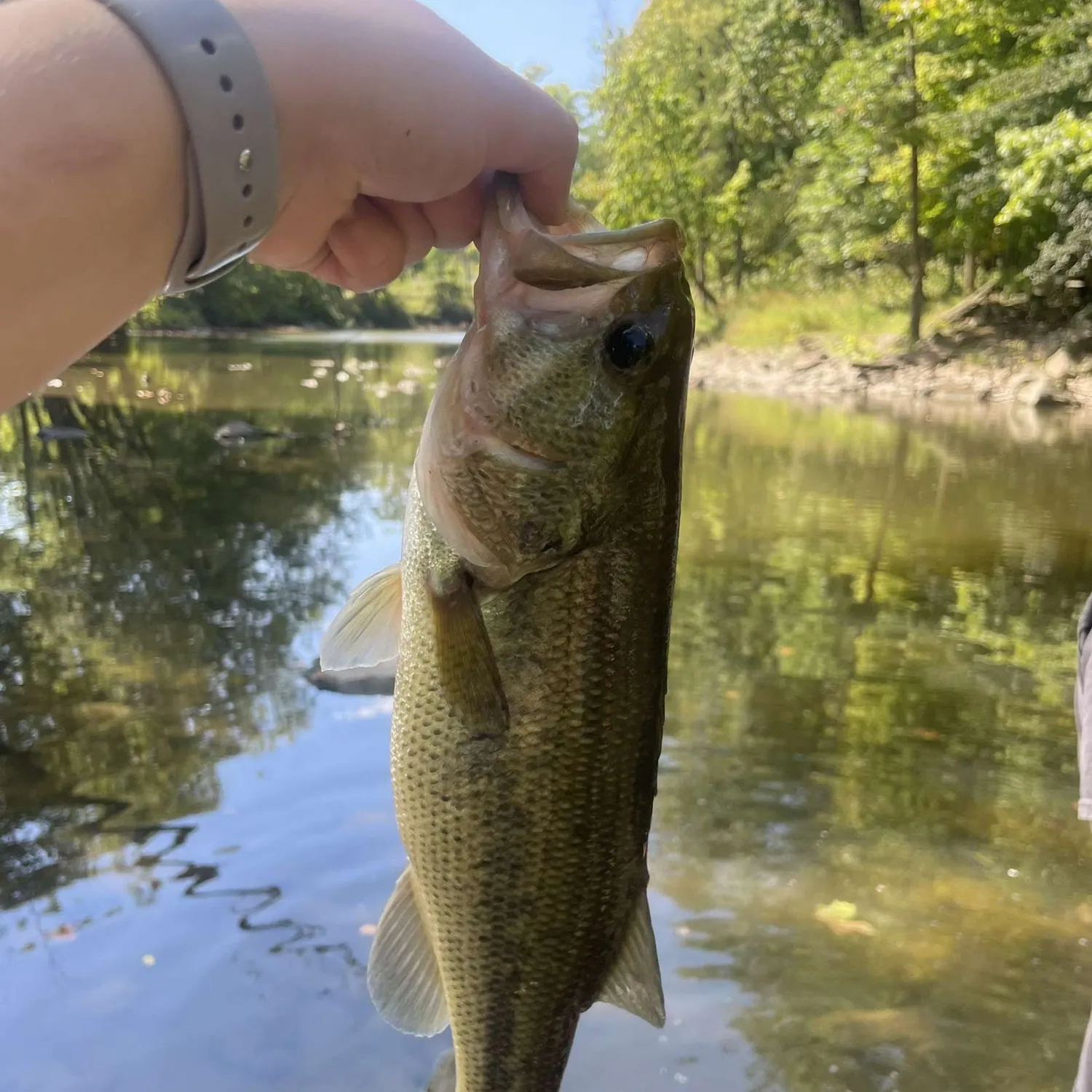 The most popular recent Meanmouth bass catch on Fishbrain